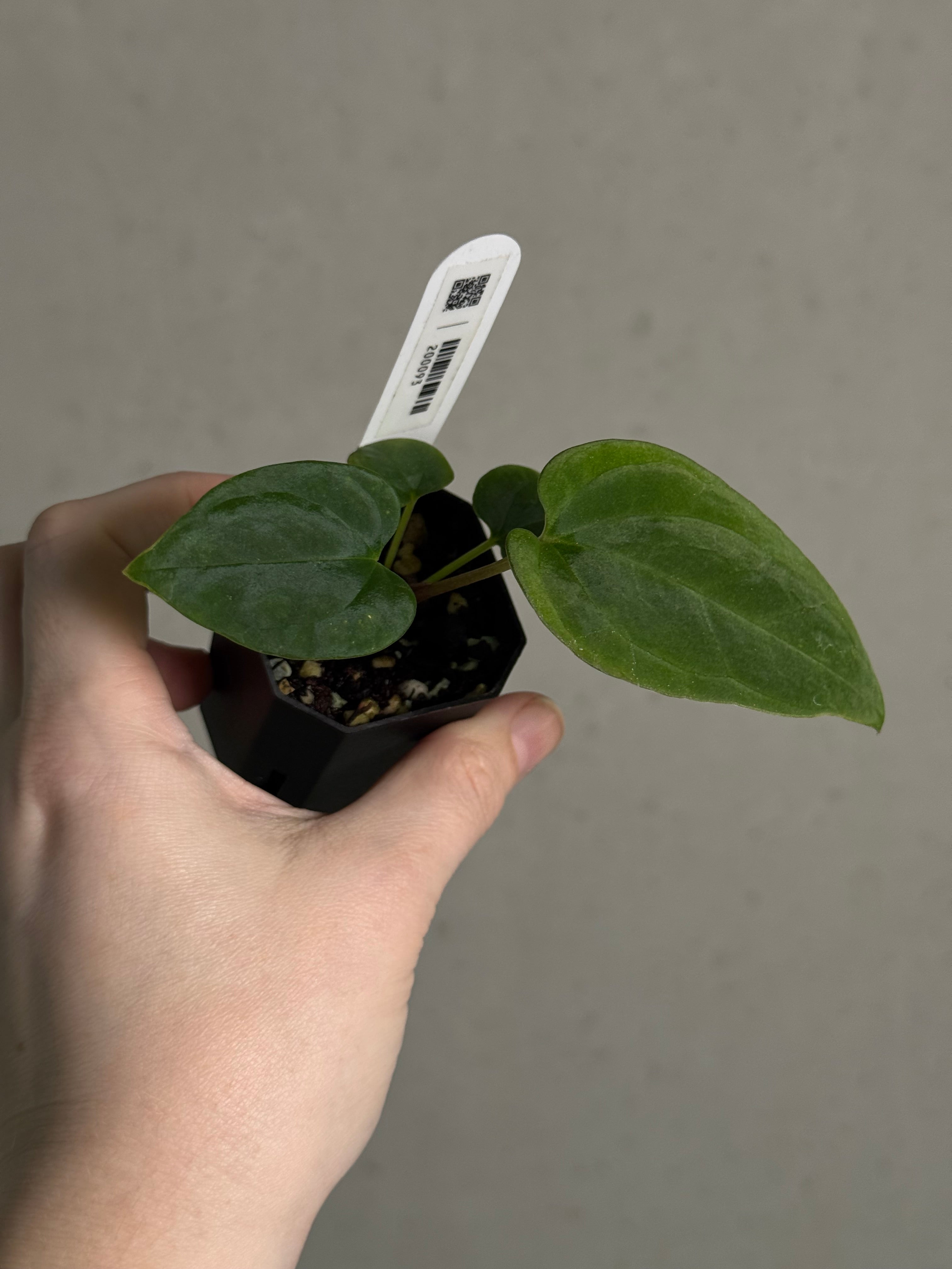 Anthurium BVEP ('Round' x RA1) x Kunayalense CC1 - SMUKHI