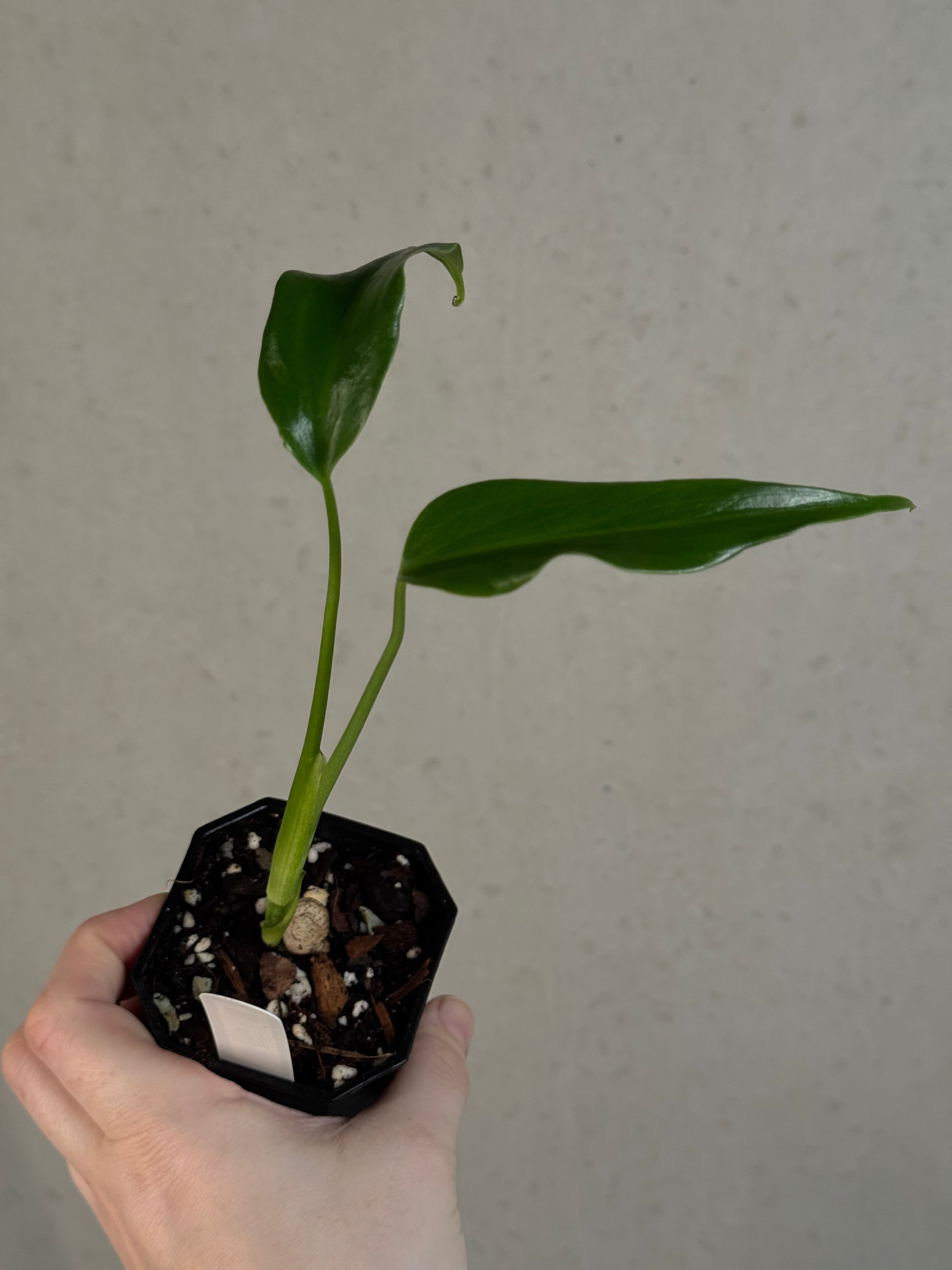 Monstera Burle Marx Flame - Clone
