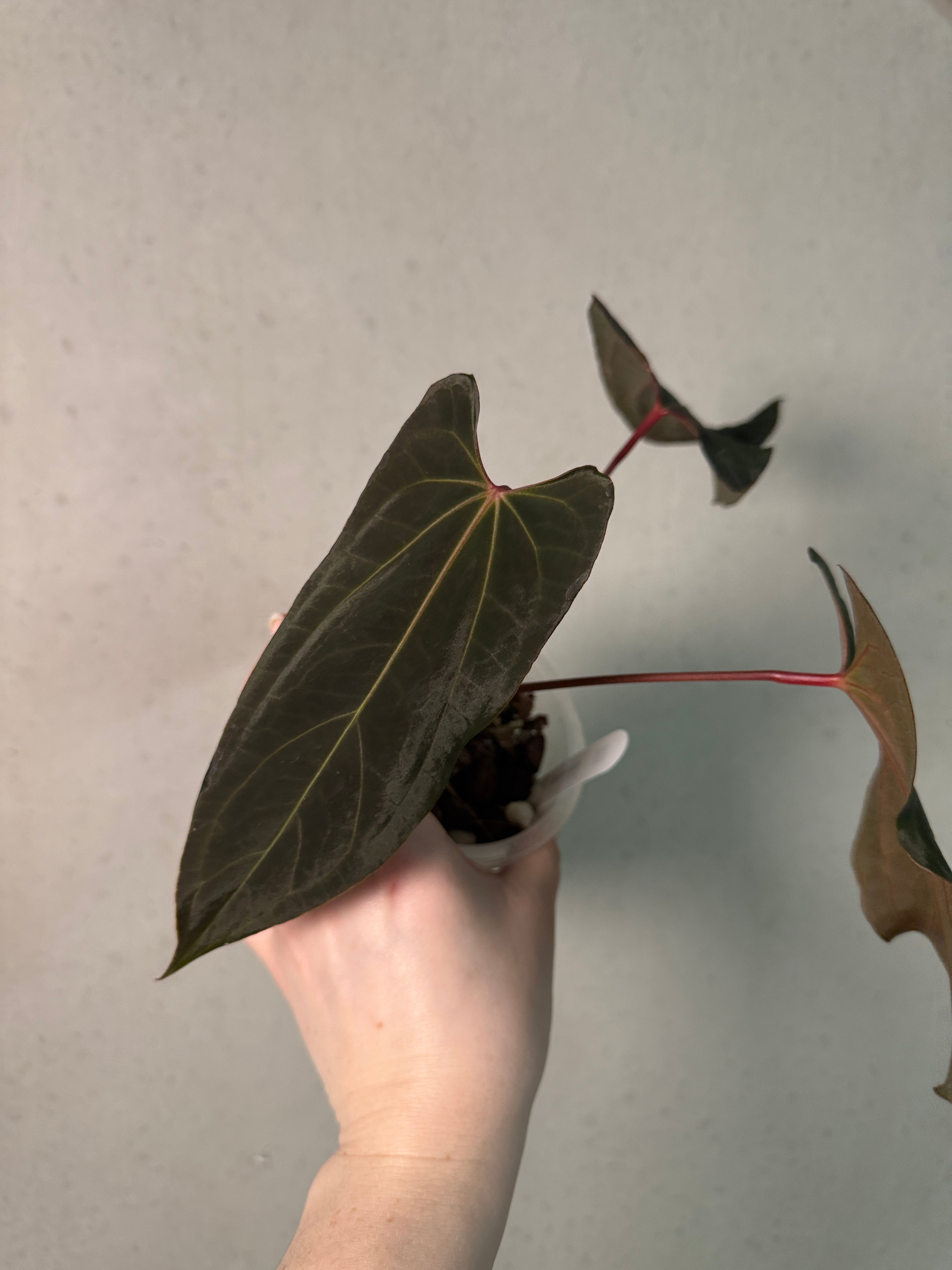 Anthurium Ralph Lynam x Fort Sherman