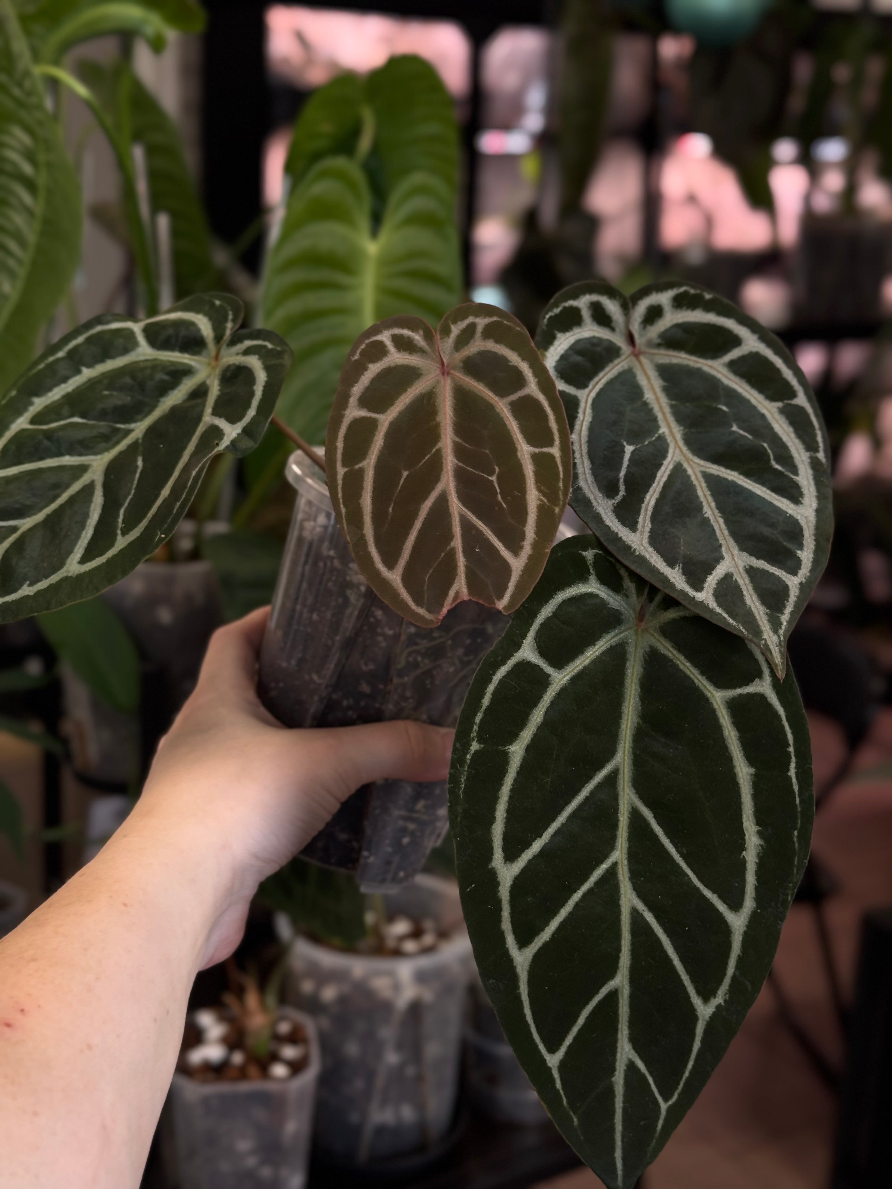 Anthurium Red Crystallinum x self - SMUKHI