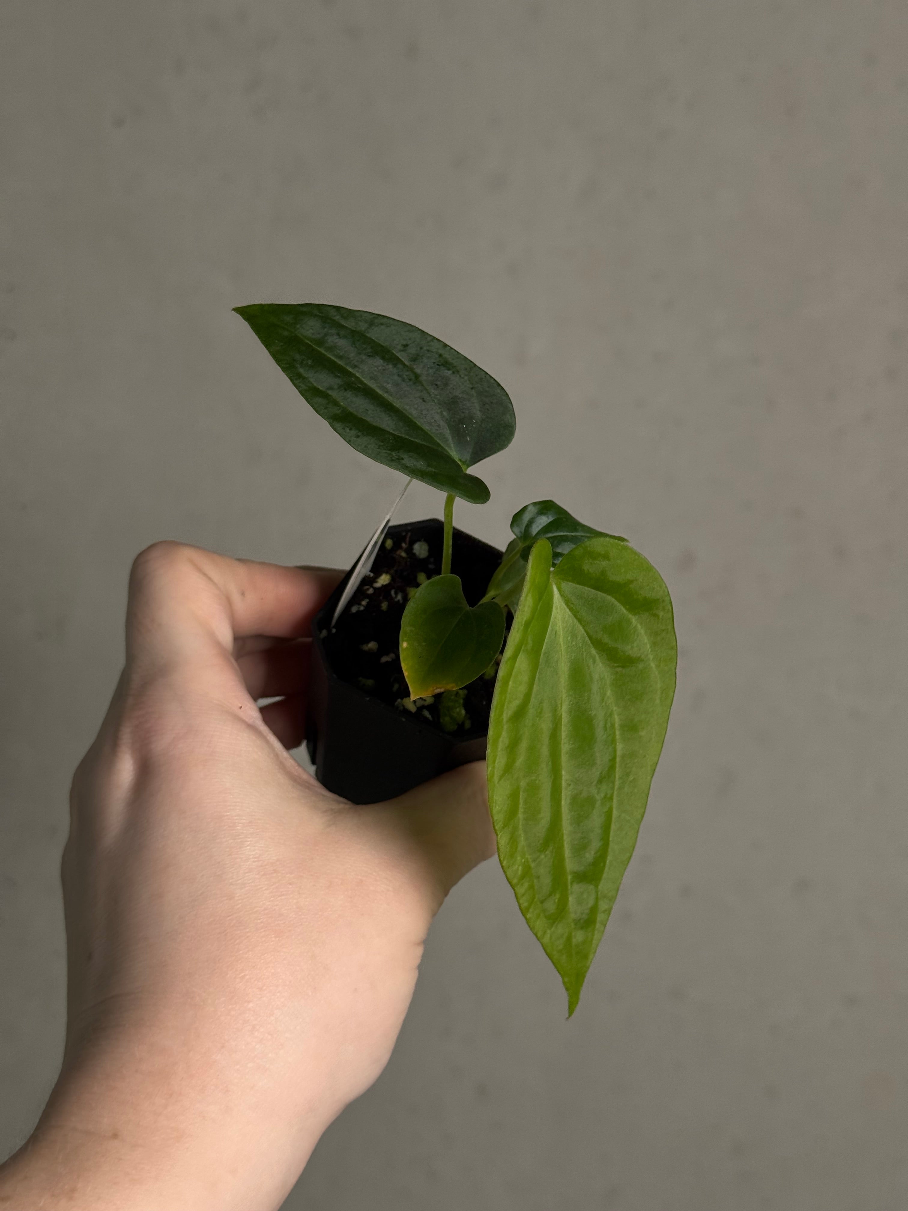 Anthurium BVEP (WU1 x 'Oliver') x 'Supernova' - SMUKHI