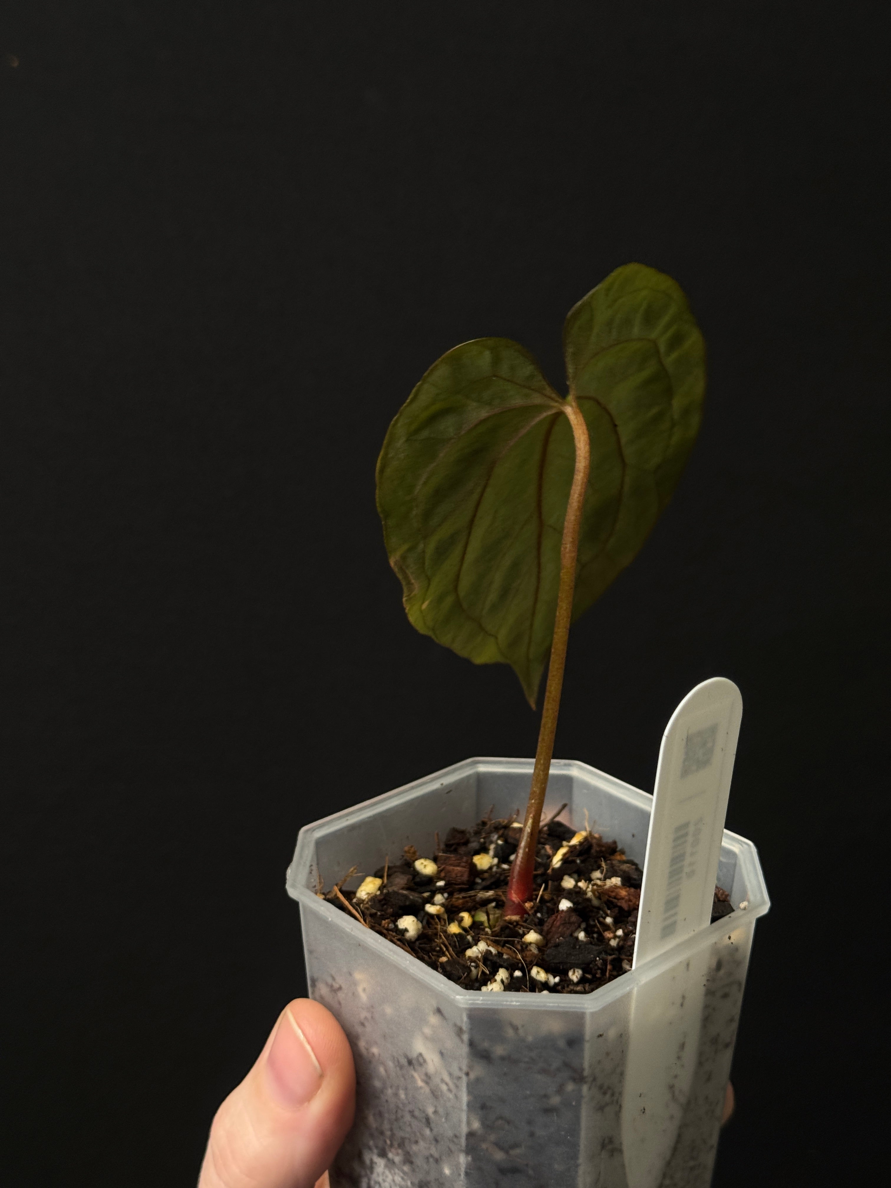 Anthurium Papillilaminum ‘Marie’ - Clone