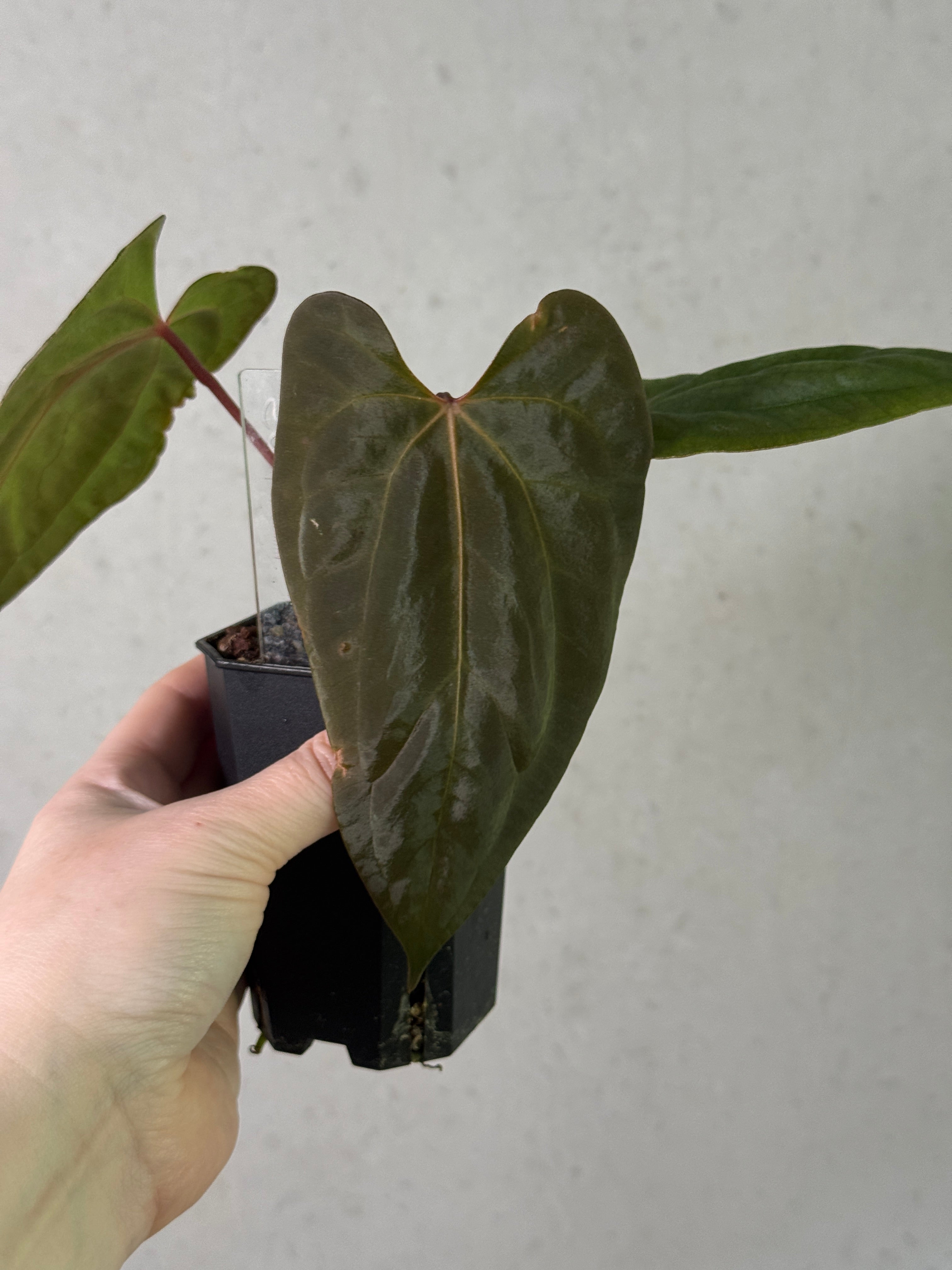 Anthurium Singapore Trilobe x Carlablackiae 'JPG.1' [Value Grade