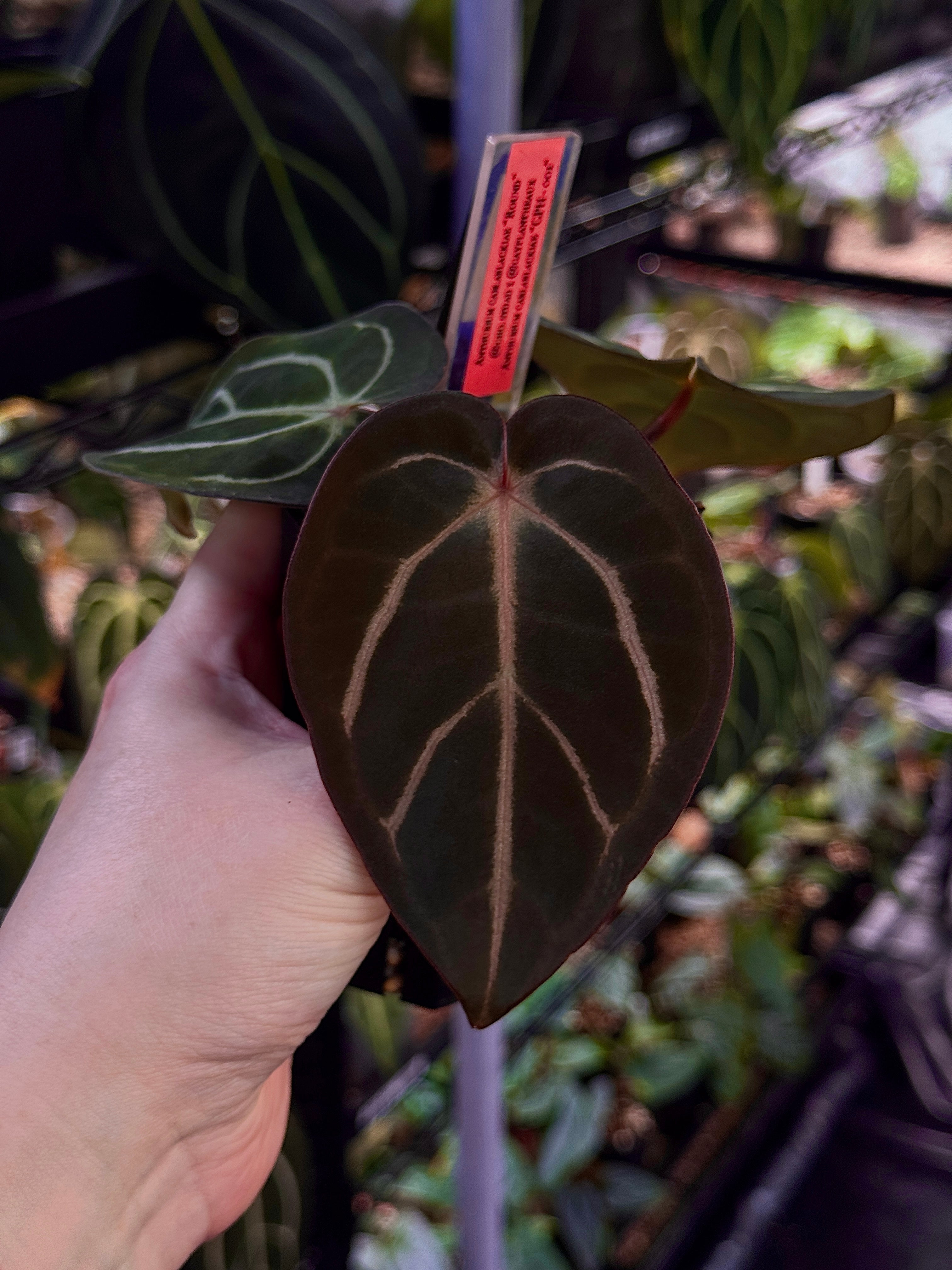 NFS: Anthurium Carlablackiae 'Round' x GPH-001