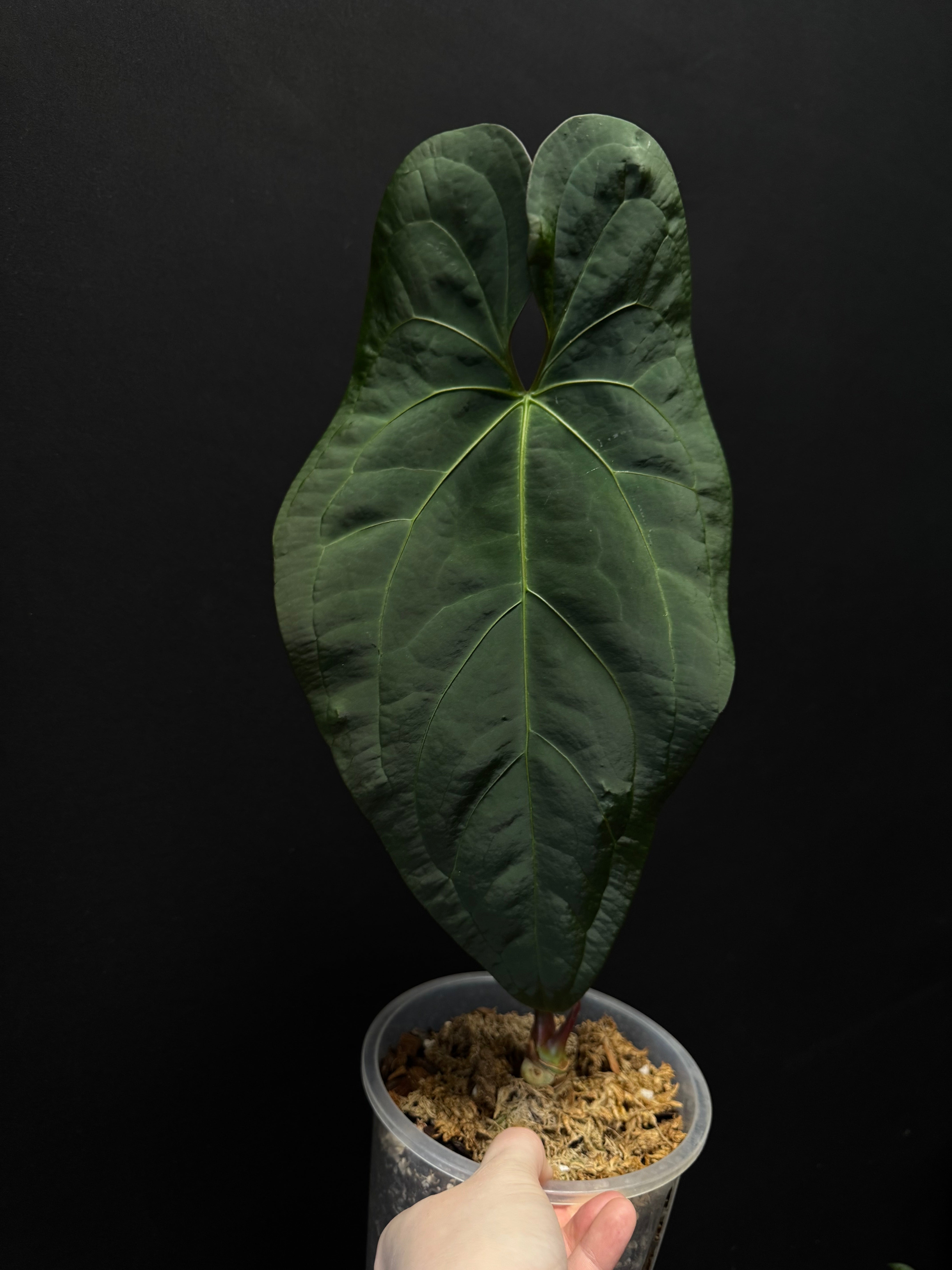 Clearance Sale -50% off - Various plants