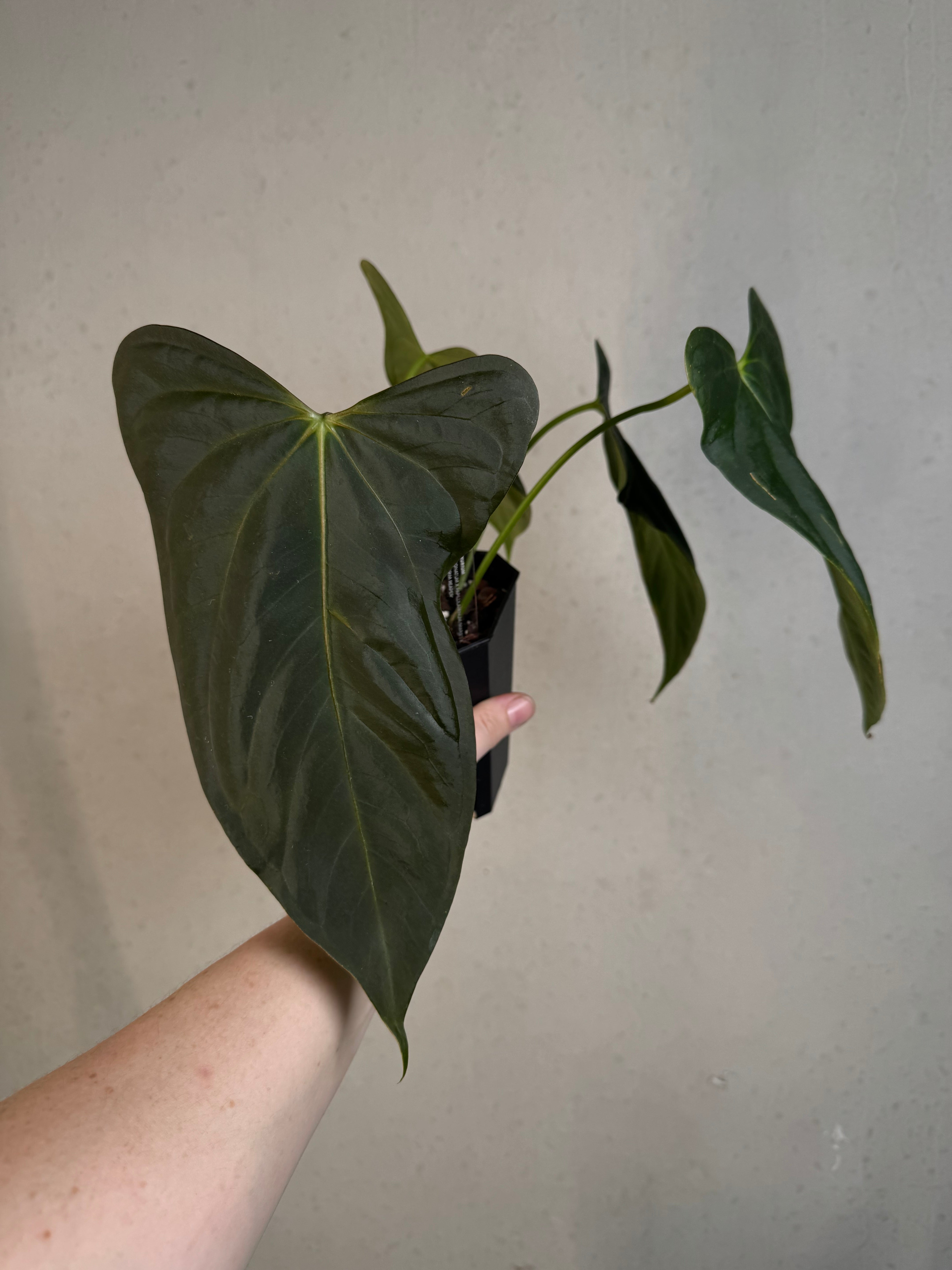 Anthurium (Subsignatum x Papillilaminum 'Marie') x FSxRL ‘Grim Reaper’