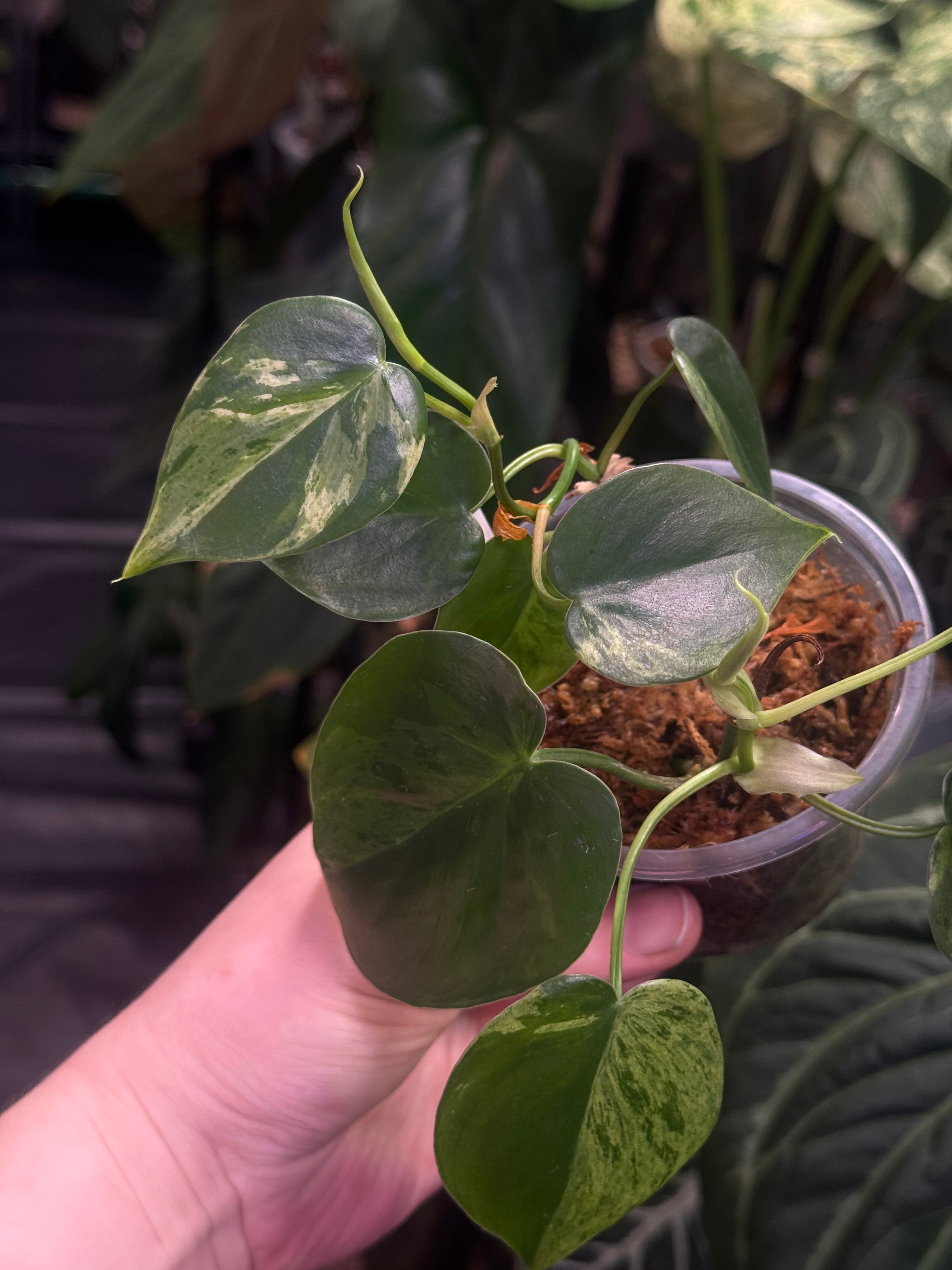 Philodendron Hederaceum Oxycardium Variegata
