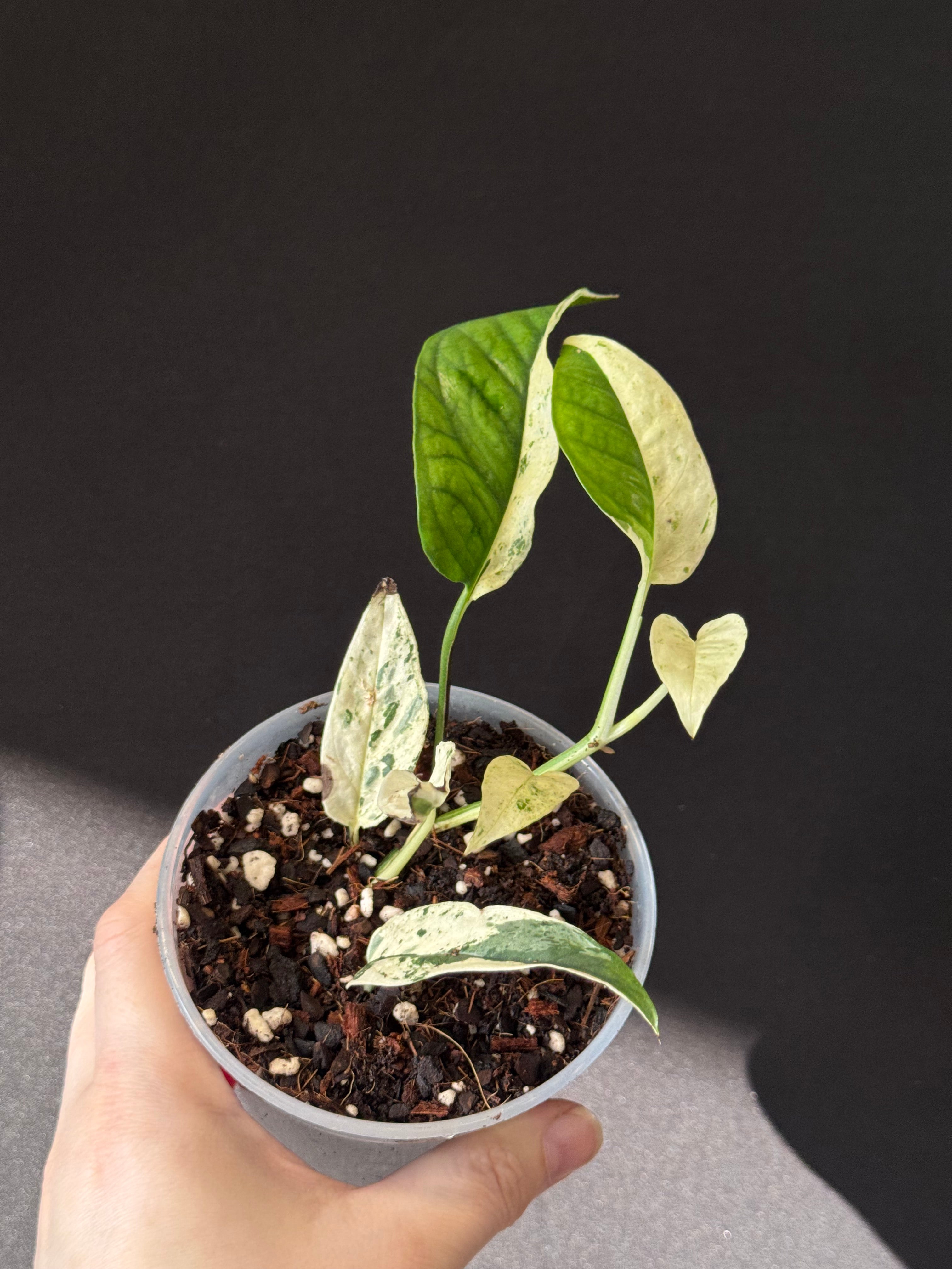 Epipremnum Cebu Blue variegata