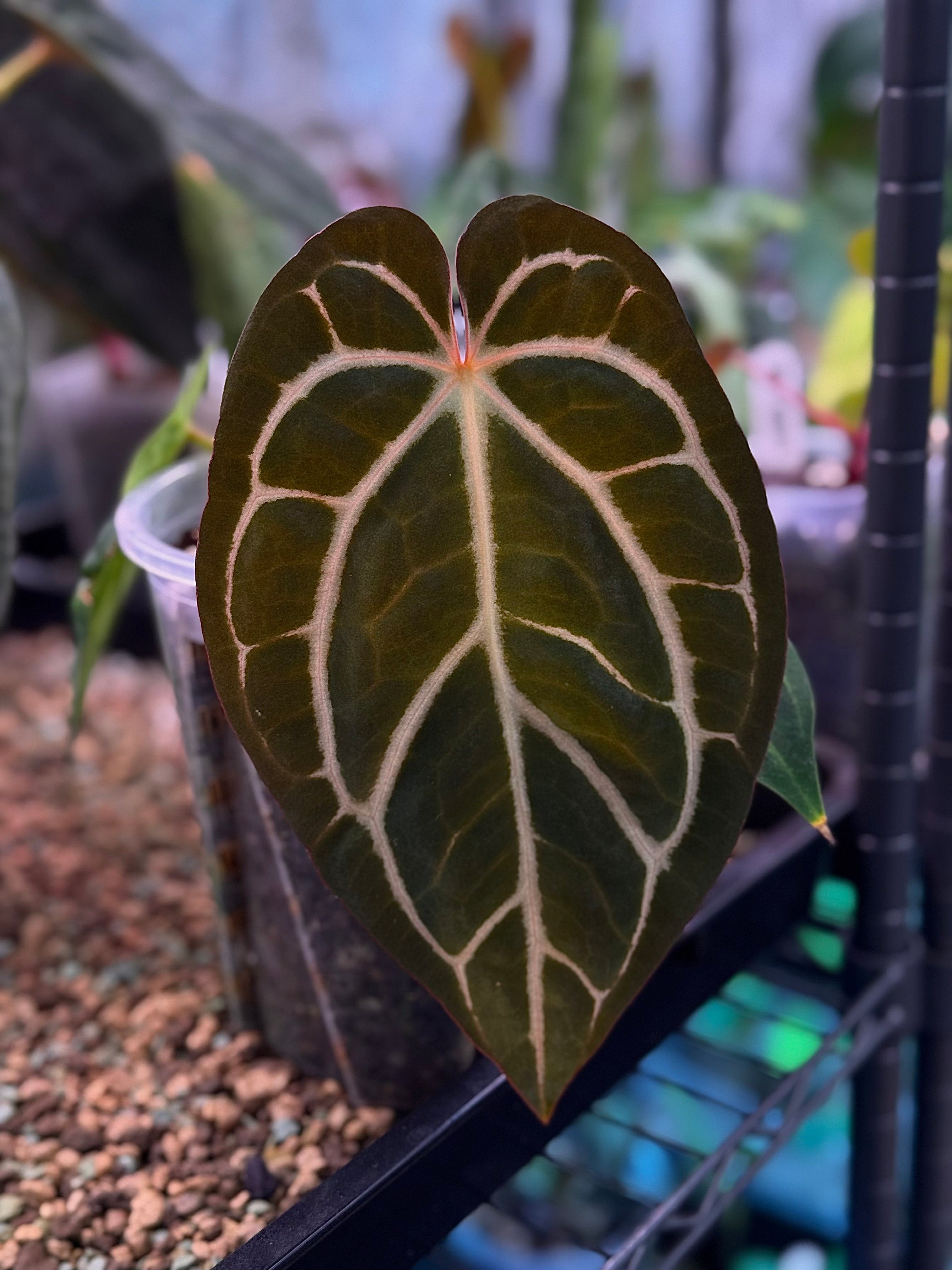NFS: Anthurium Carlablackiae (RA Unnumbered) - SMUKHI
