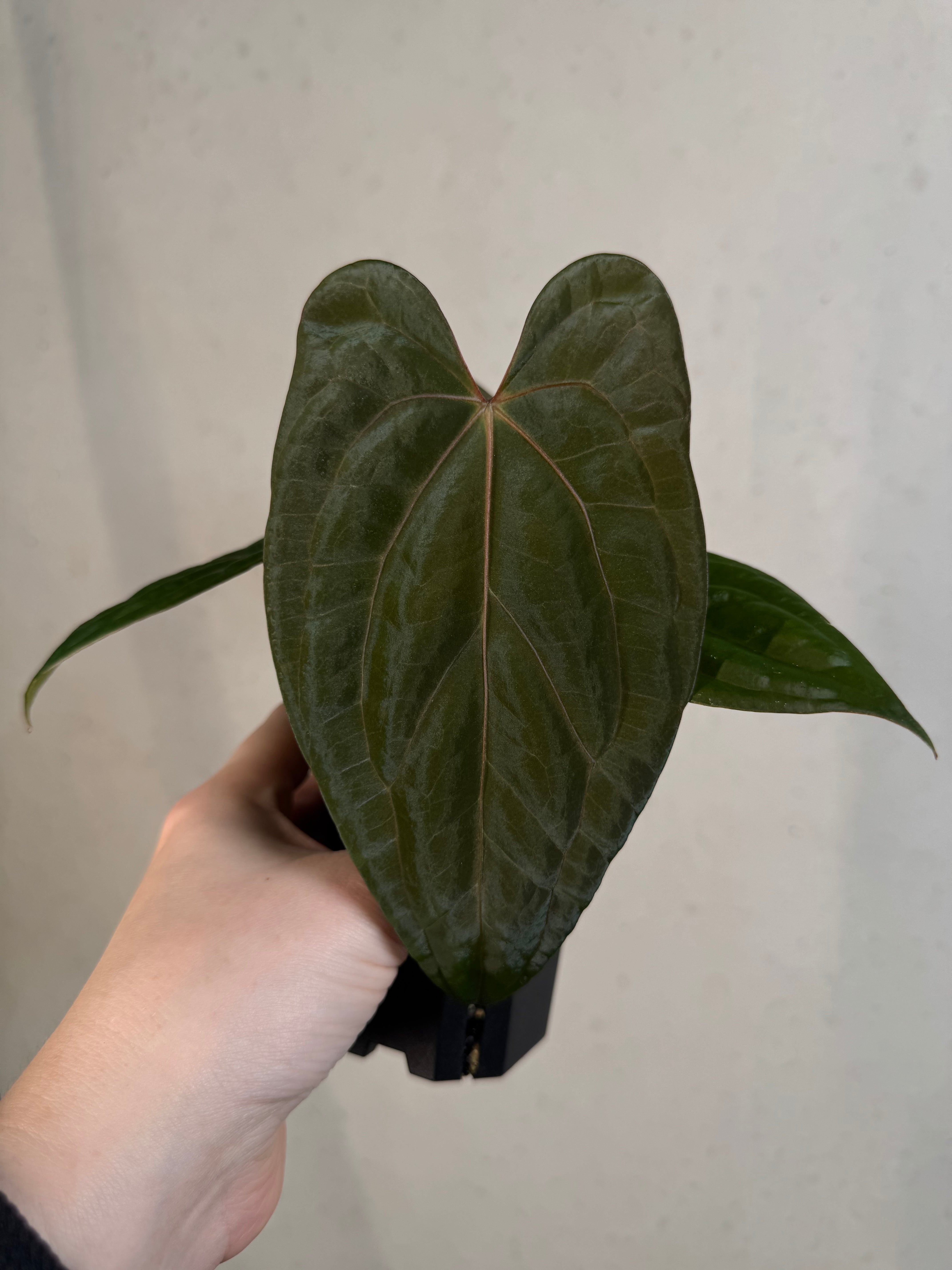 Anthurium ‘Sherpa’ (Dark Phoenix x RVDP) - Clone