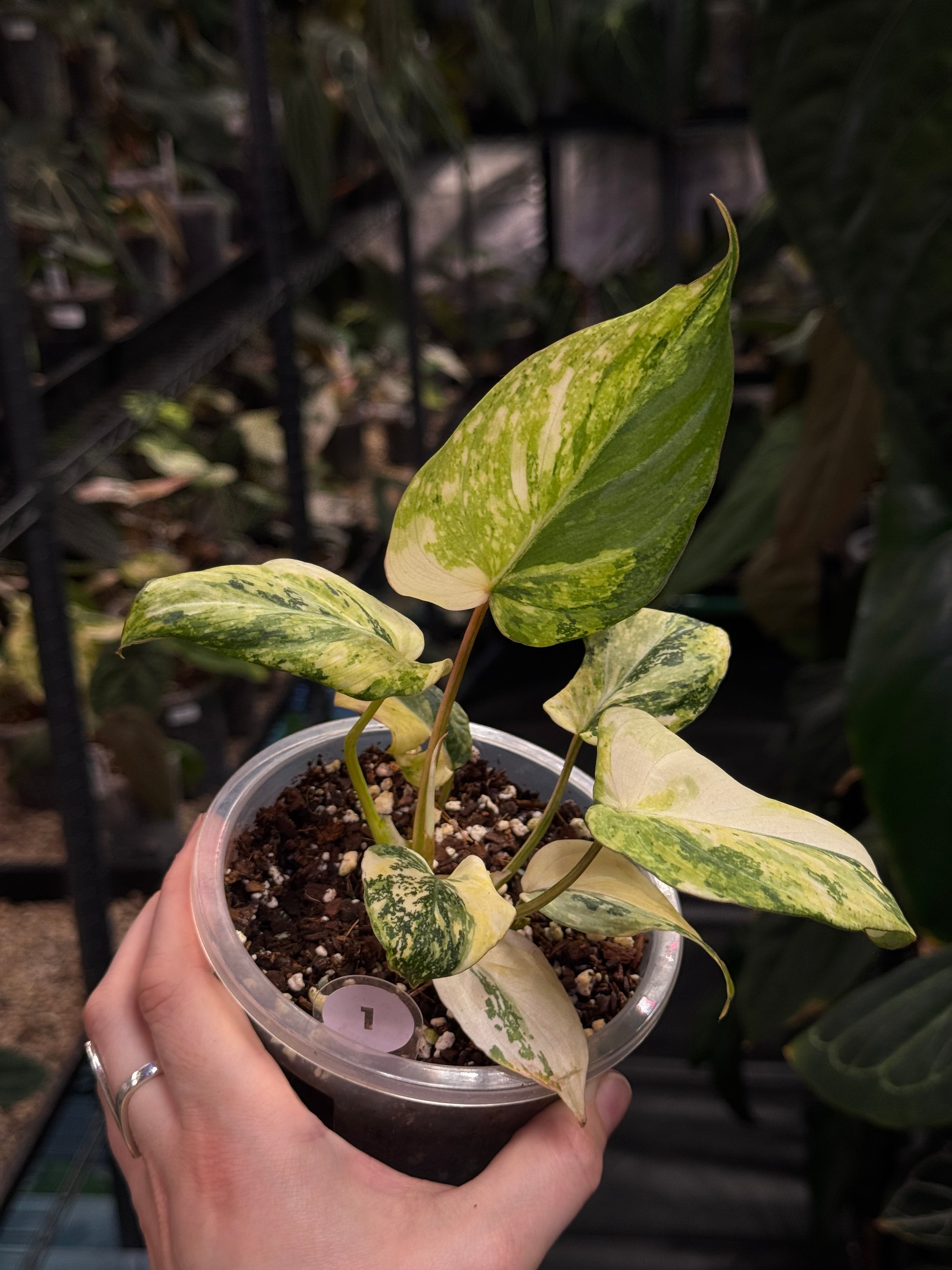 Philodendron Gloriosum Tricolor