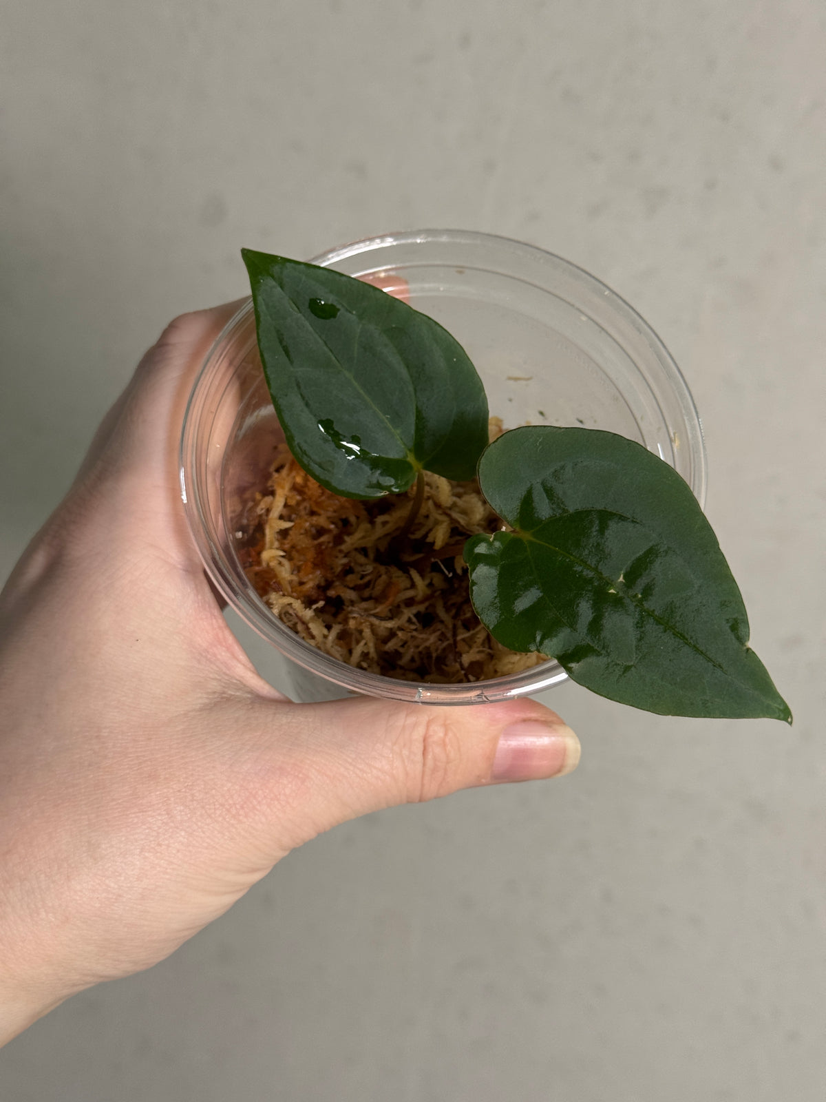 Anthurium Fort Sherman x Red Vein Dark Phoenix plant with glossy dark green leaves and striking red-veined dark flowers.