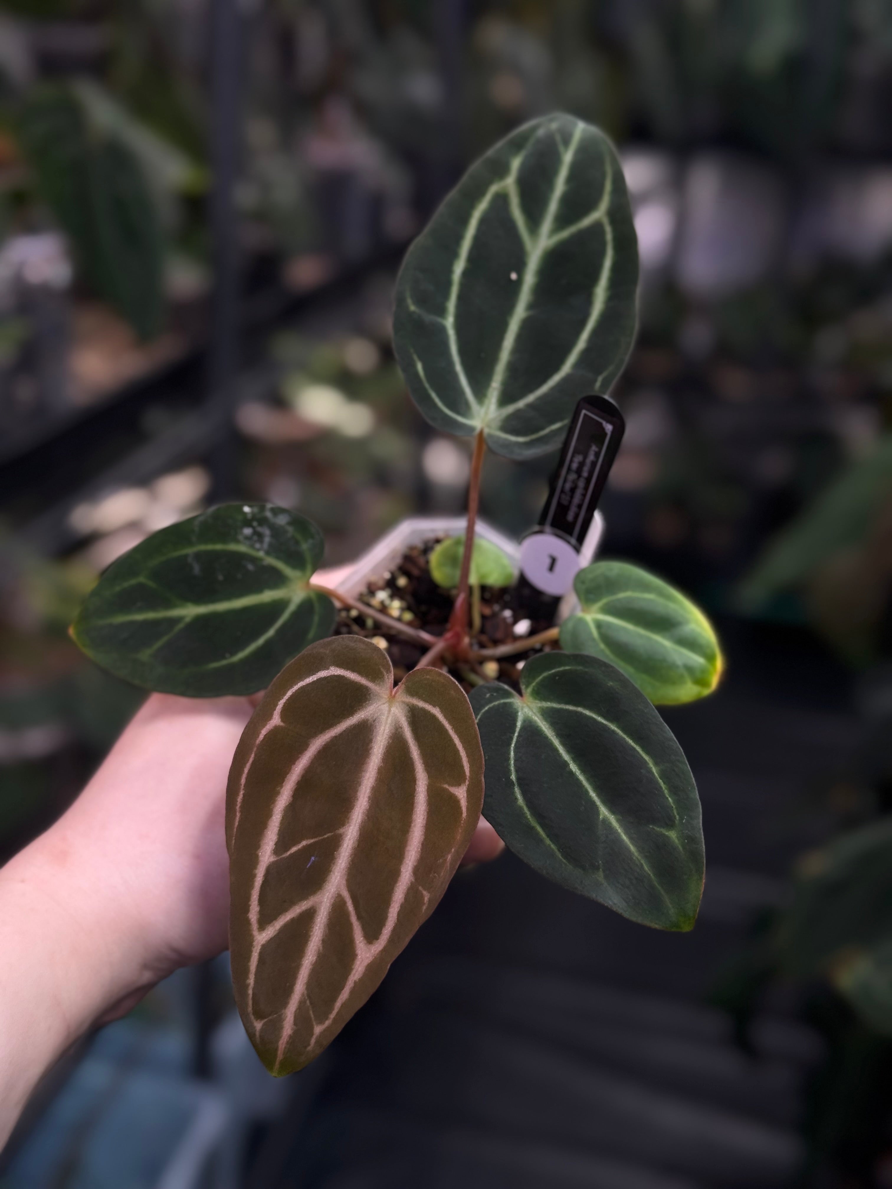 Anthurium Carlablackiae 'Peter Parker’ (RA5 x RA10) S1