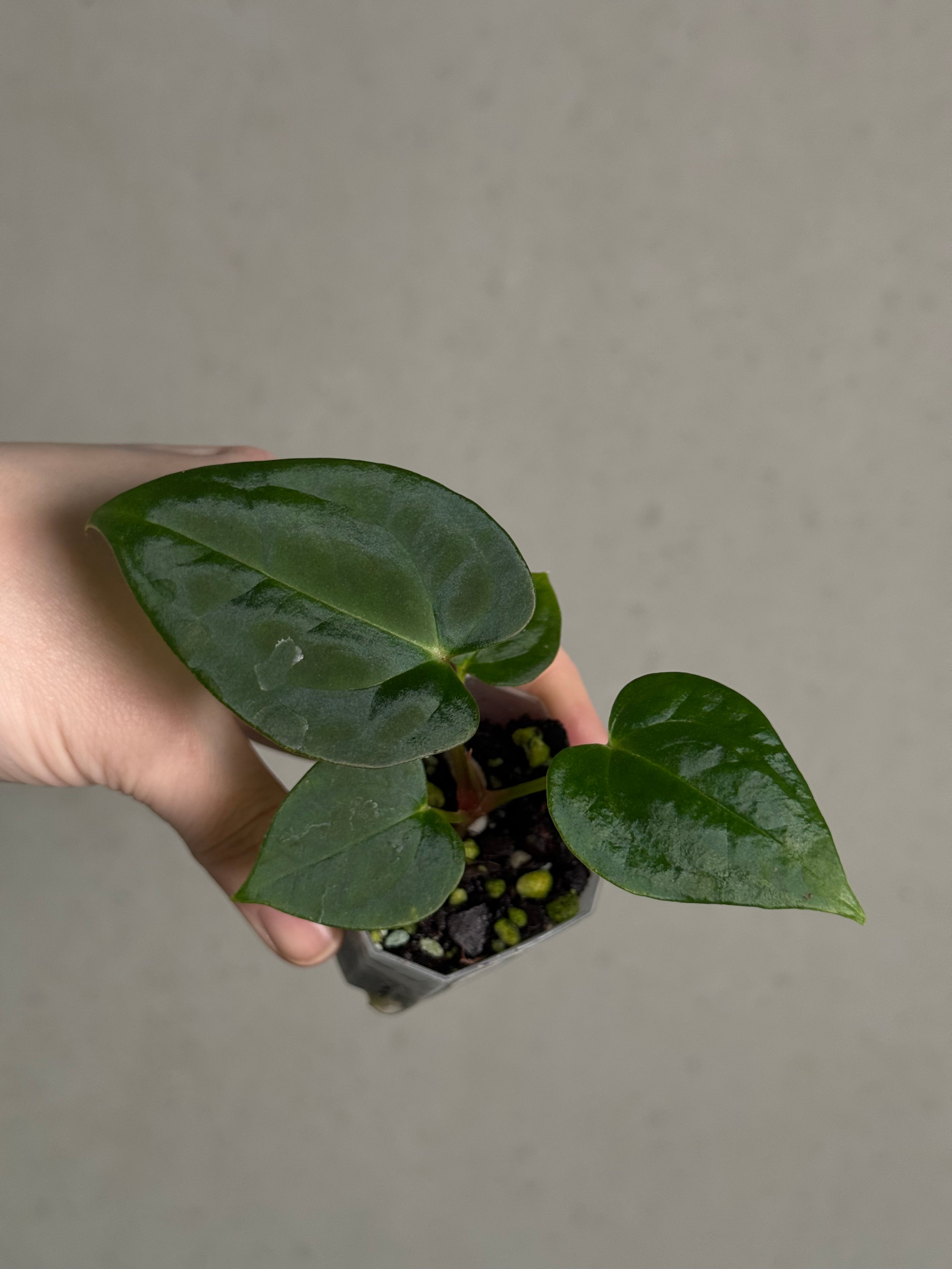 Anthurium (Blue Papillilaminum x Forgetii) x (Papillilaminum XOne x XOne) - SMUKHI