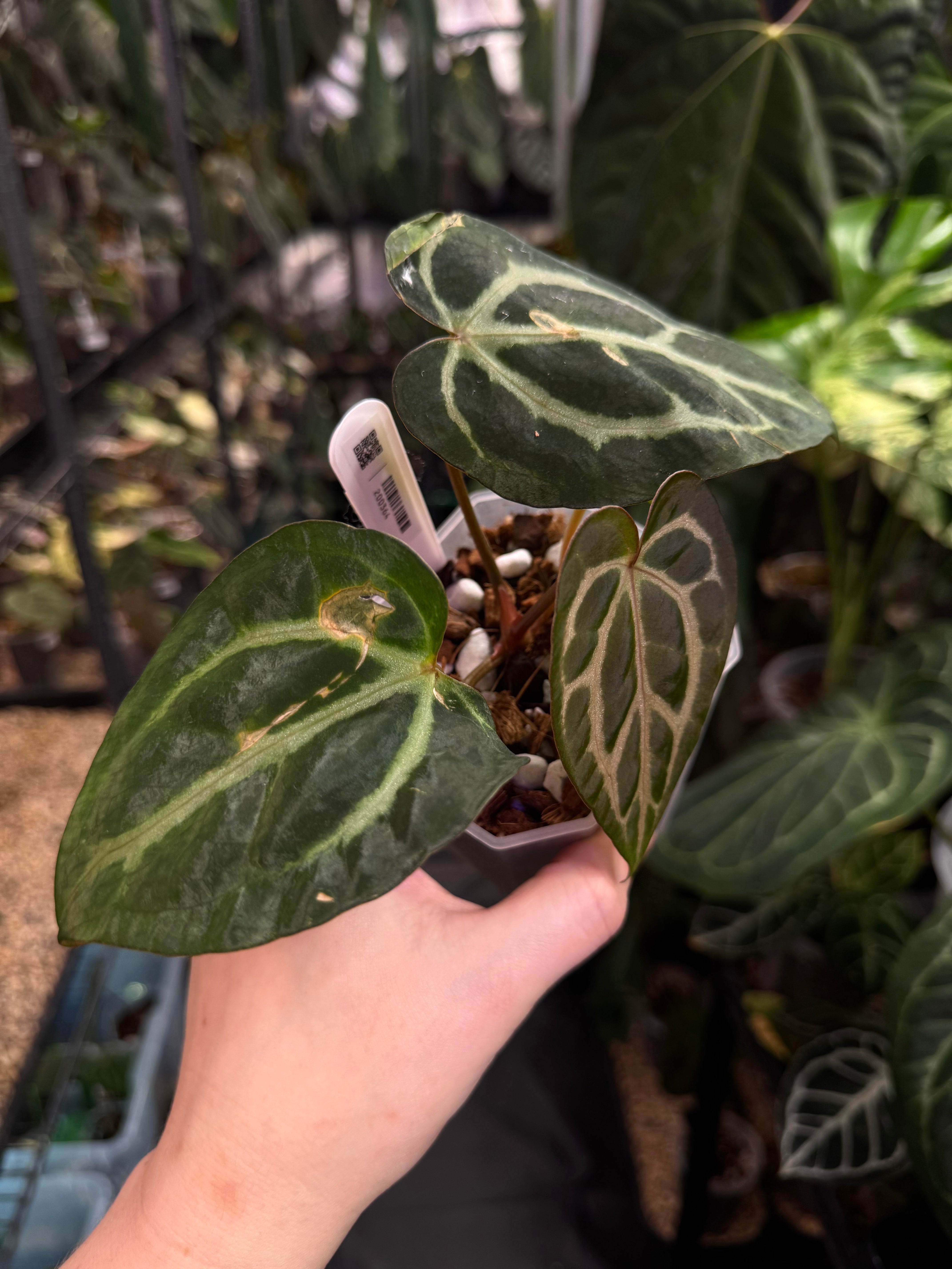 Anthurium Carlablackiae OG4 x RA8