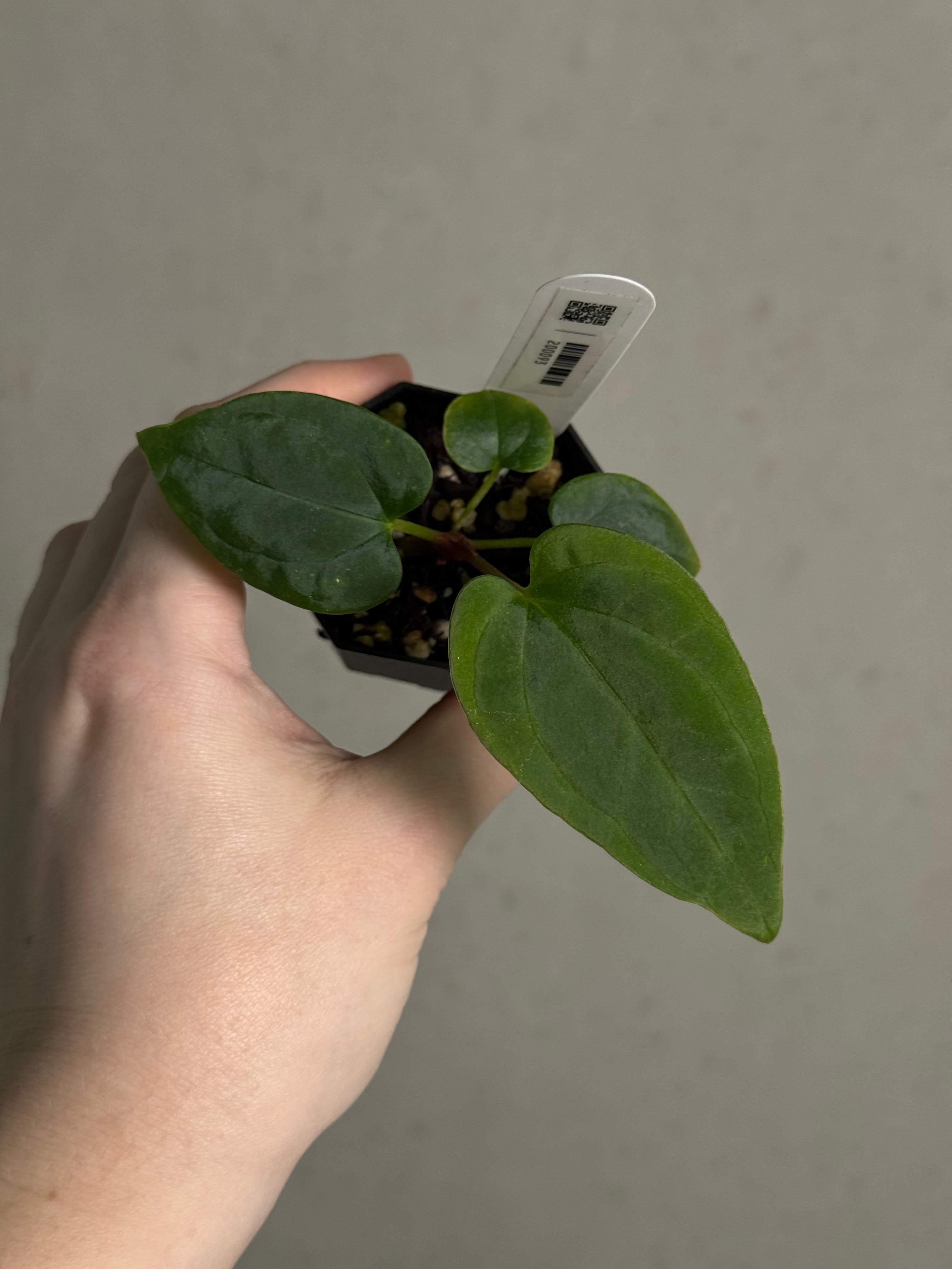 Anthurium BVEP ('Round' x RA1) x Kunayalense CC1 - SMUKHI