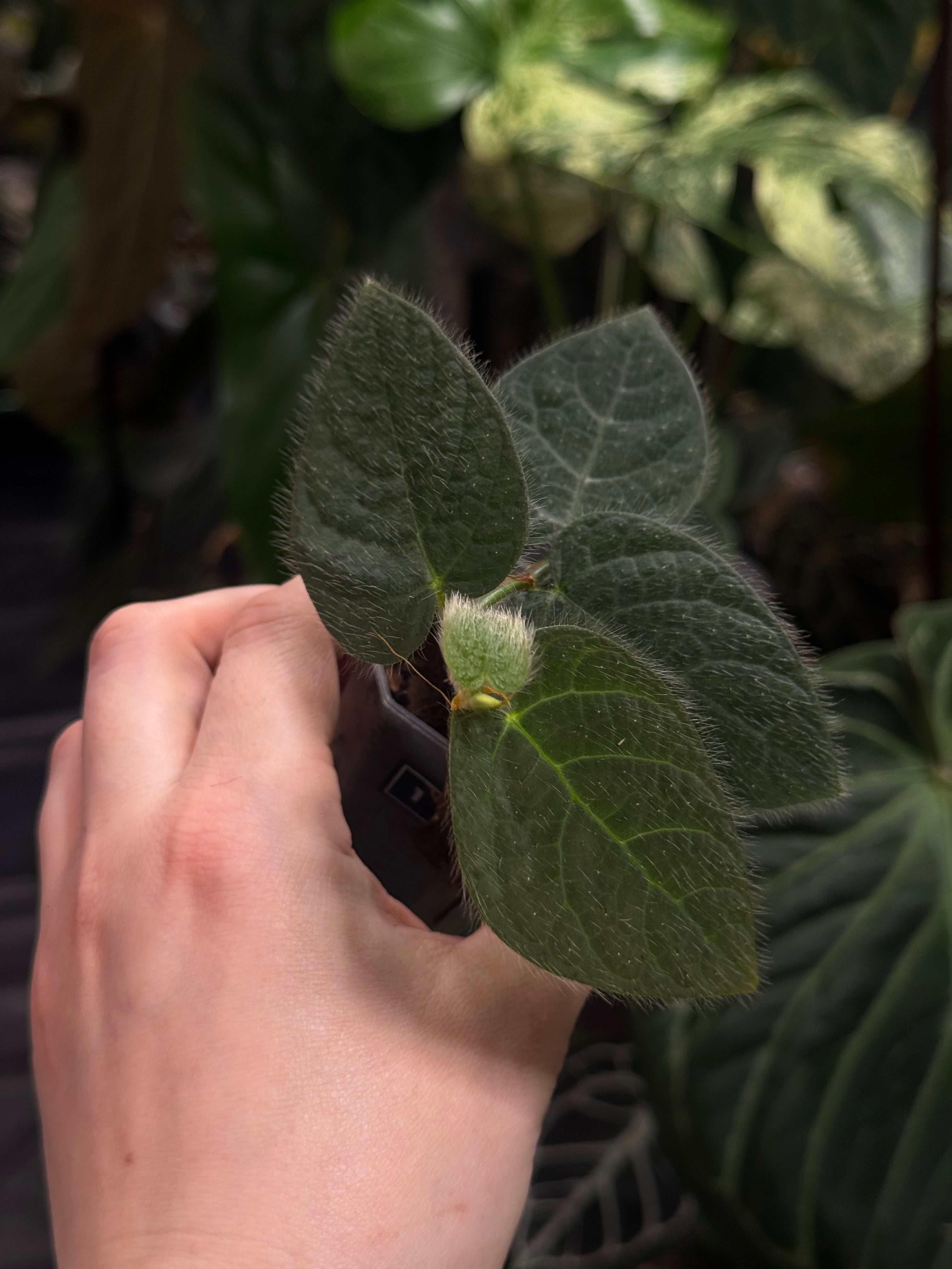Ficus Villosa