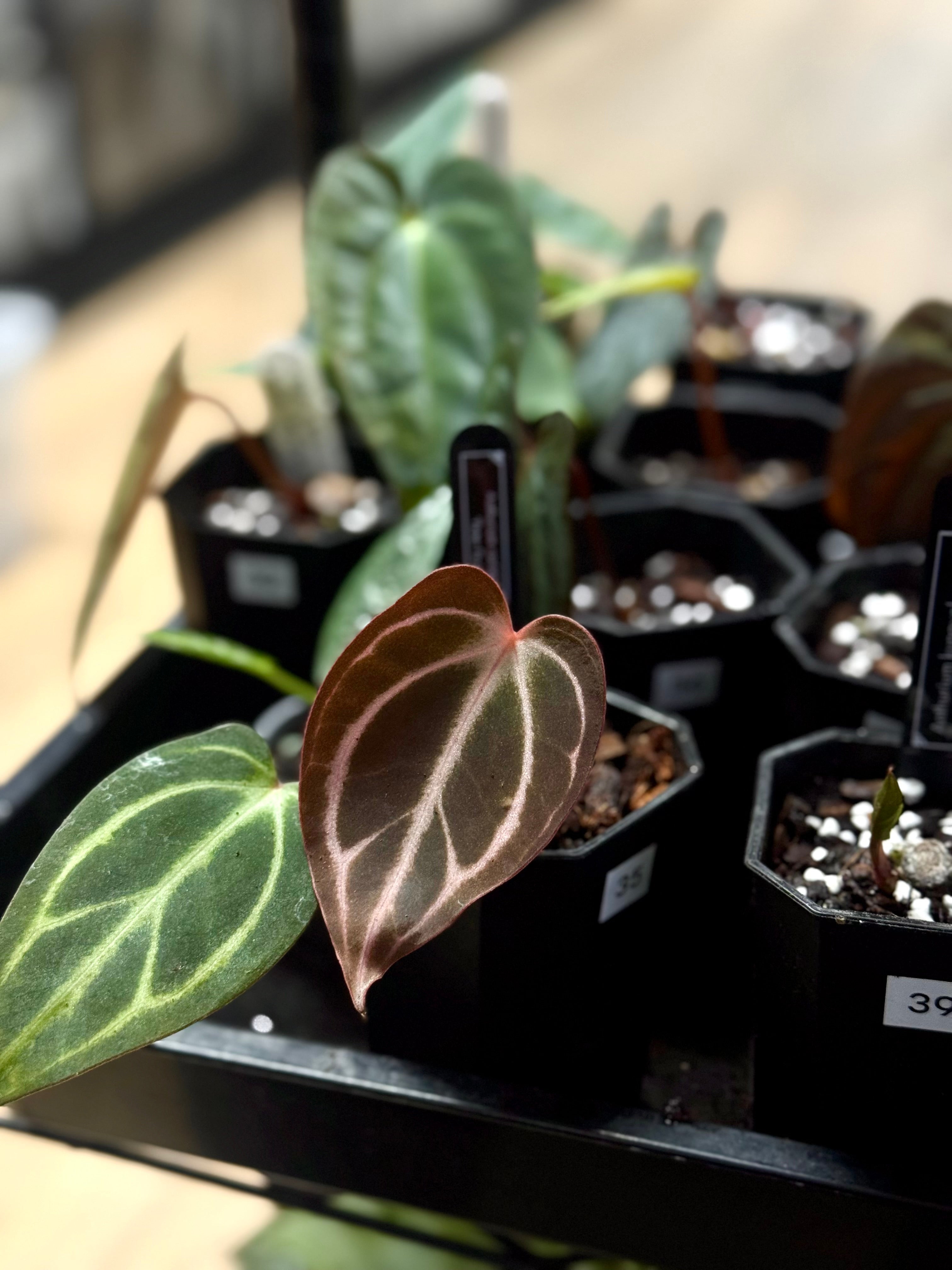 Sale - Various plants