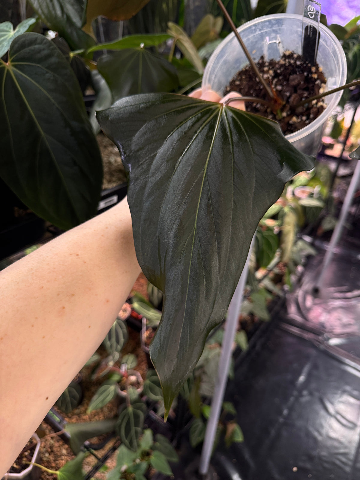 Dark-leaved Anthurium 'Black Sweet' plant by SMUKHI with glossy, deep black foliage and vibrant red flowers.