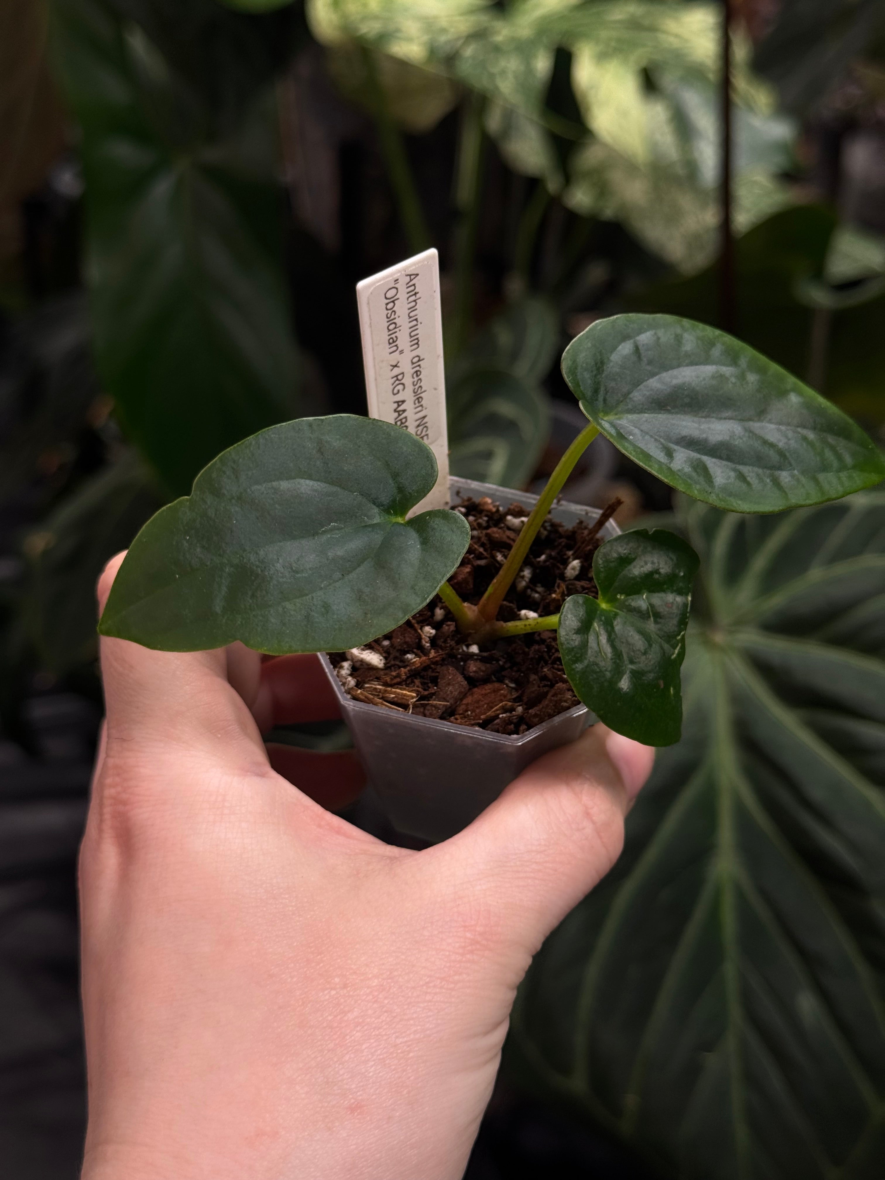 Anthurium Dressleri NSE 'Obsidian' x RG