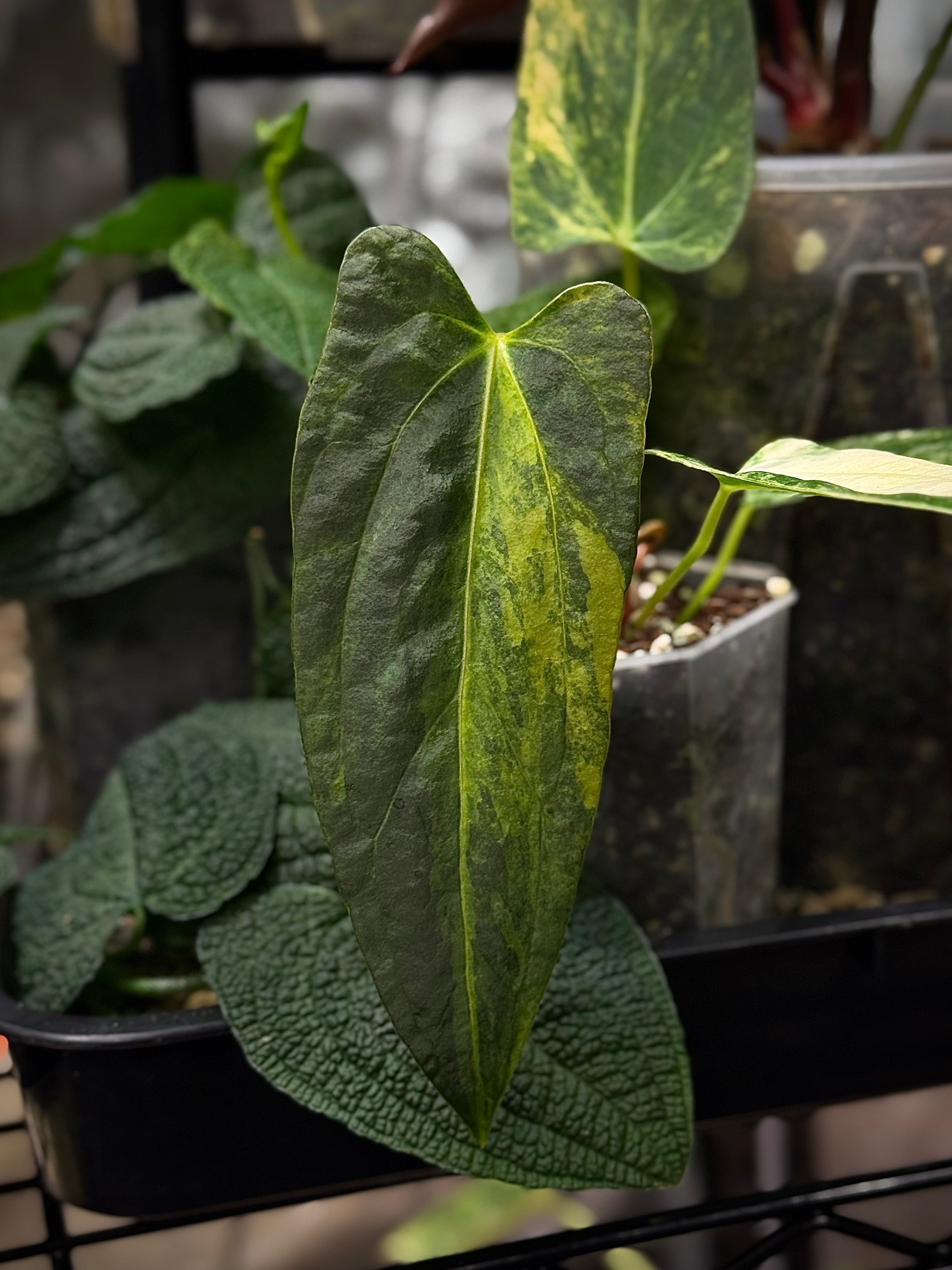 NFS: Anthurium Papillilaminum Variegata x (Portillae NSE x Fort Sherman) - SMUKHI