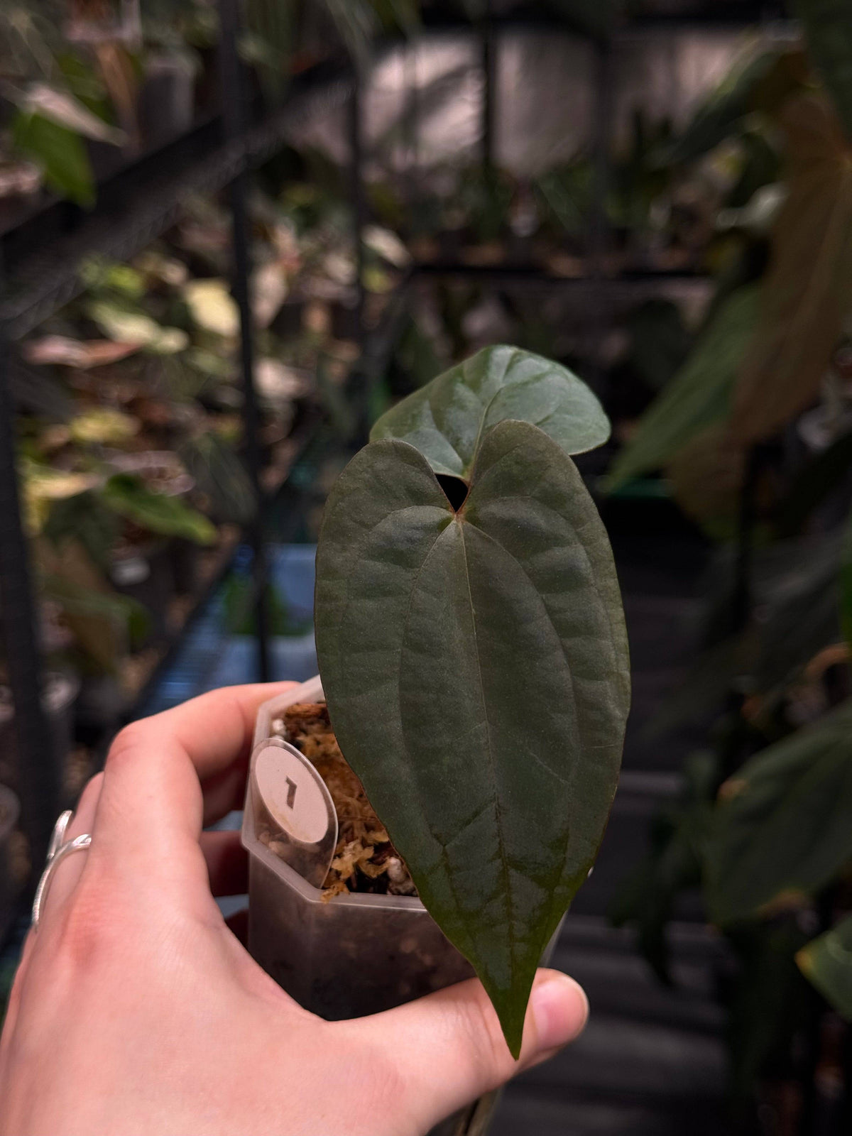 Anthurium Fort Sherman x Red Vein Dark Phoenix plant with glossy dark green leaves and striking red-veined foliage.