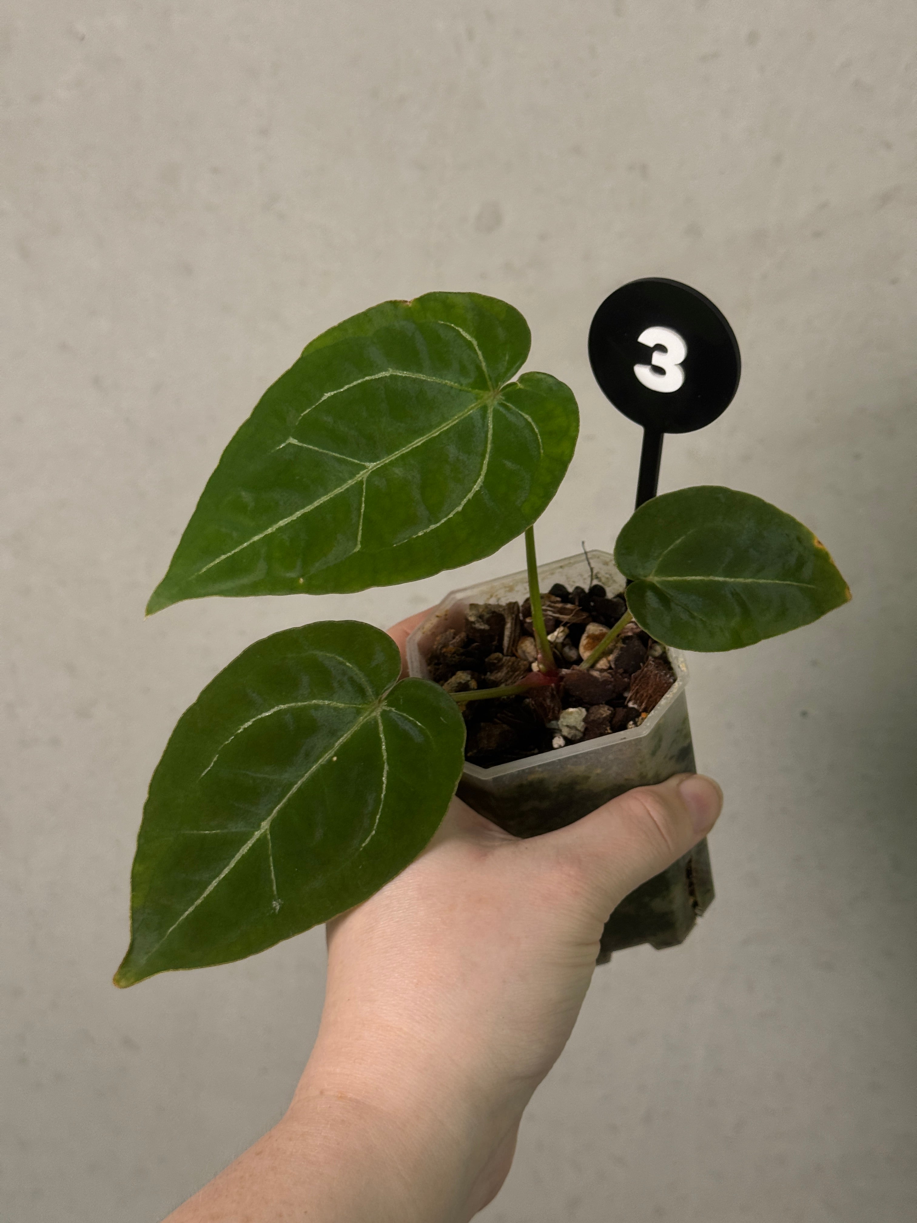 Anthurium Michelle x Forgetii plant from Jordy’s Aroids with lush green leaves and distinctive foliage, displayed in a pot.