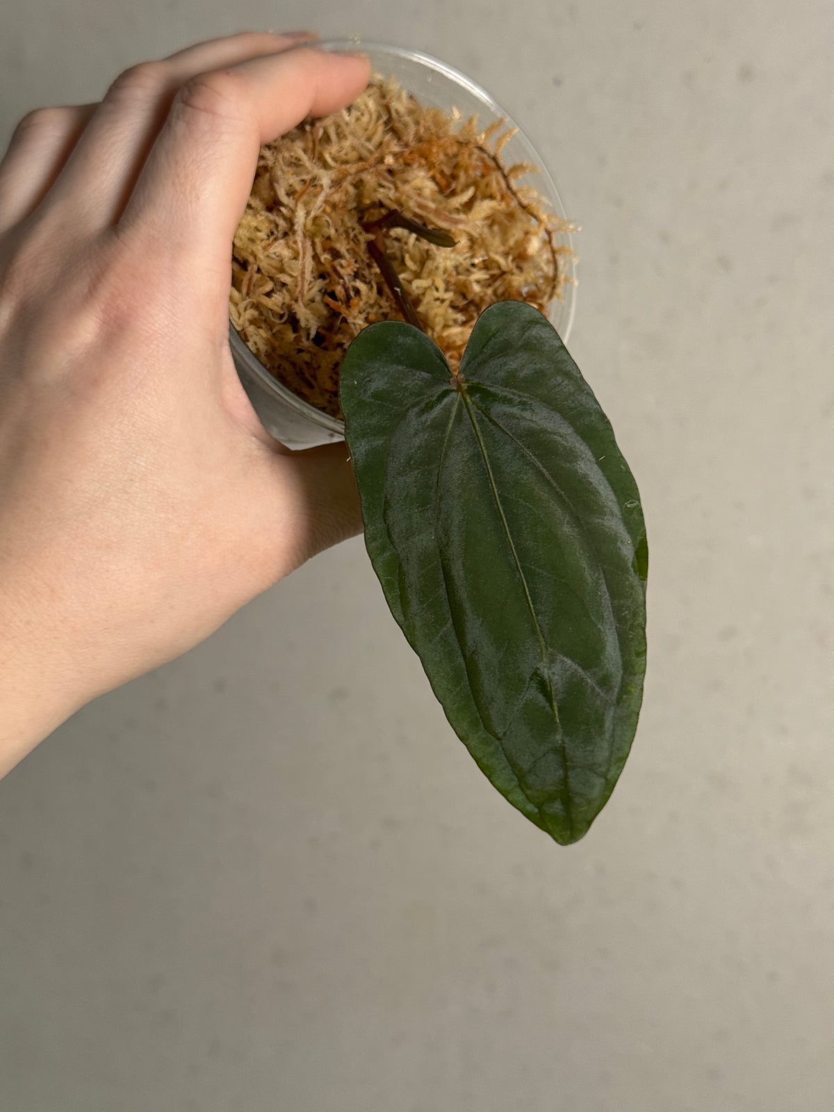 Anthurium Dressleri NSE 'Obsidian' plant by AABexotics with dark glossy leaves and vibrant spathes, family of tropical houseplants.