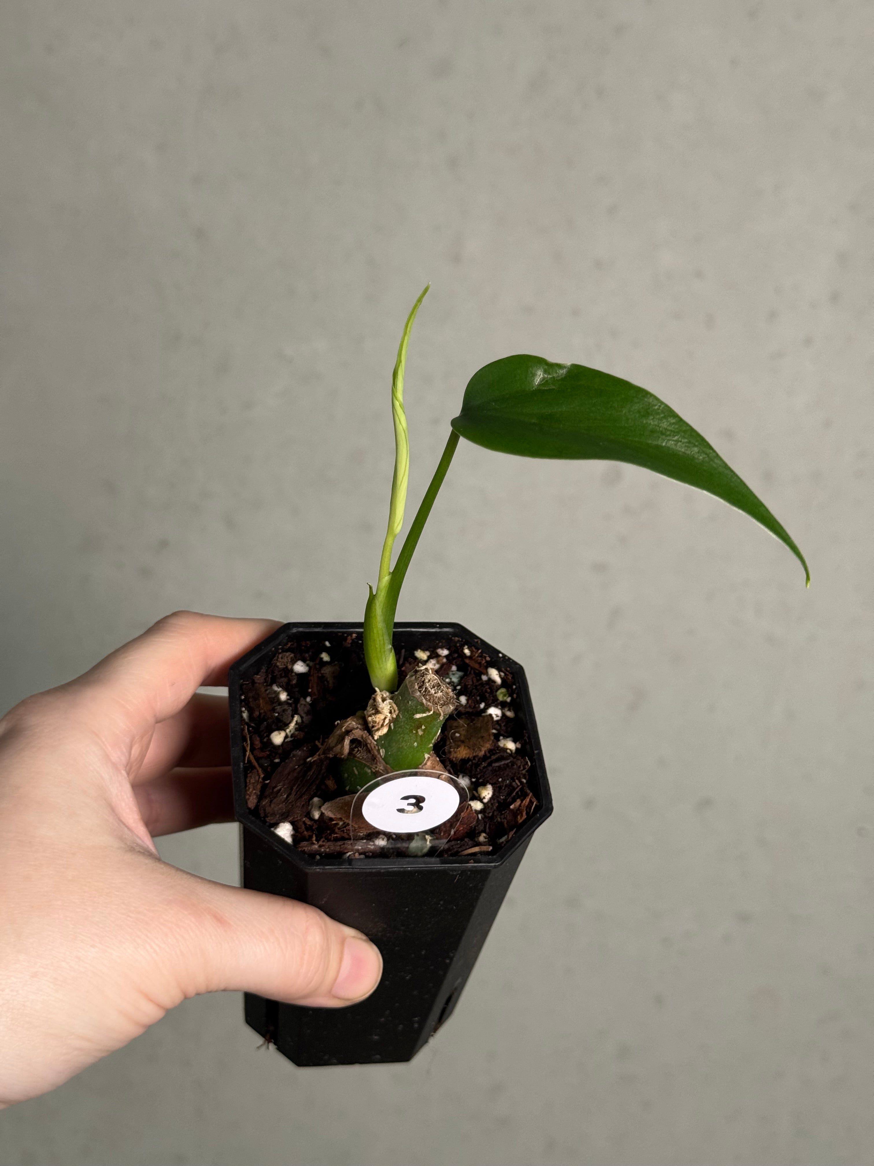 Monstera Burle Marx Flame - Clone - SMUKHI