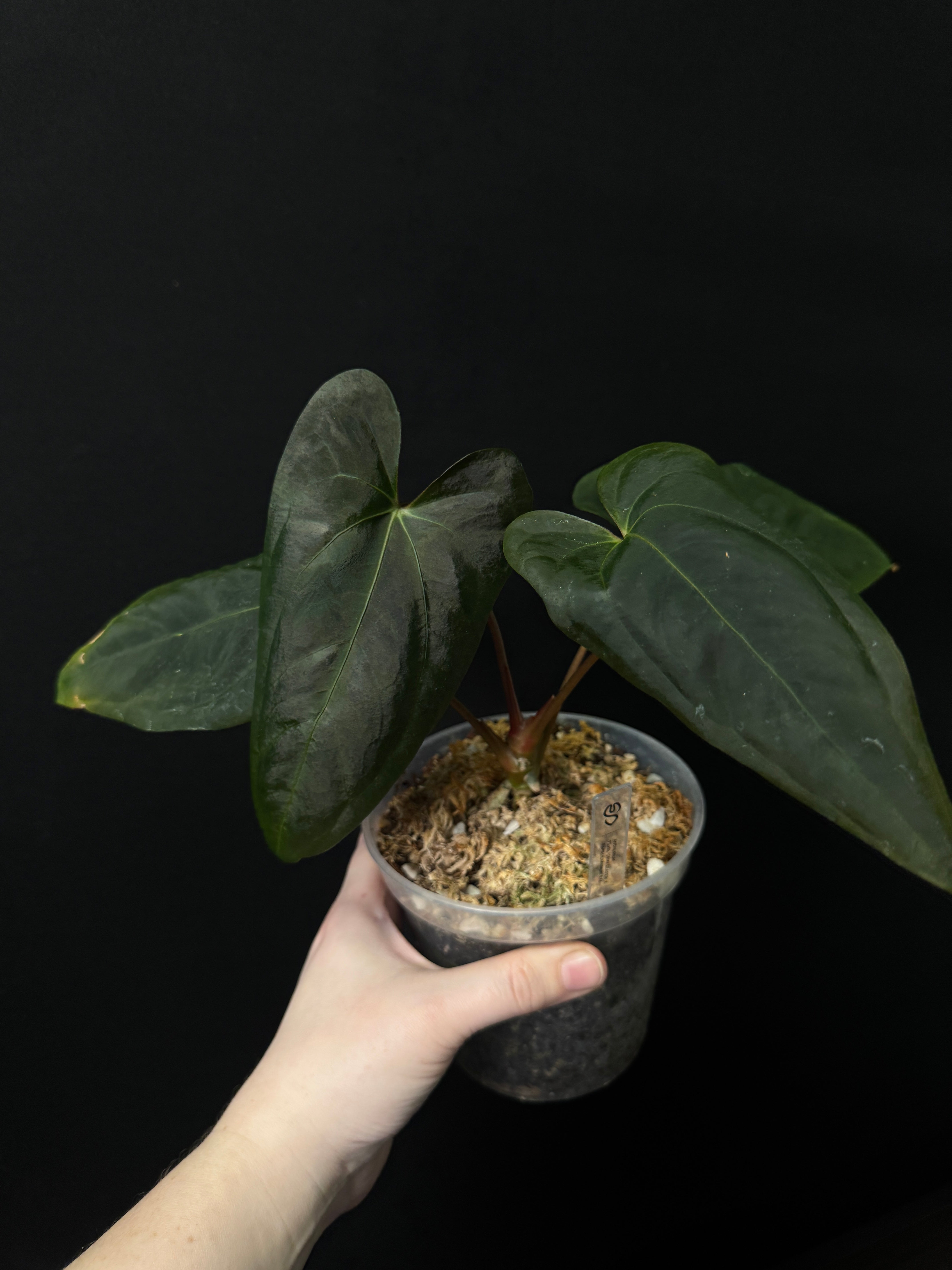 Anthurium B-Grade/Sad Plants - Various Plants