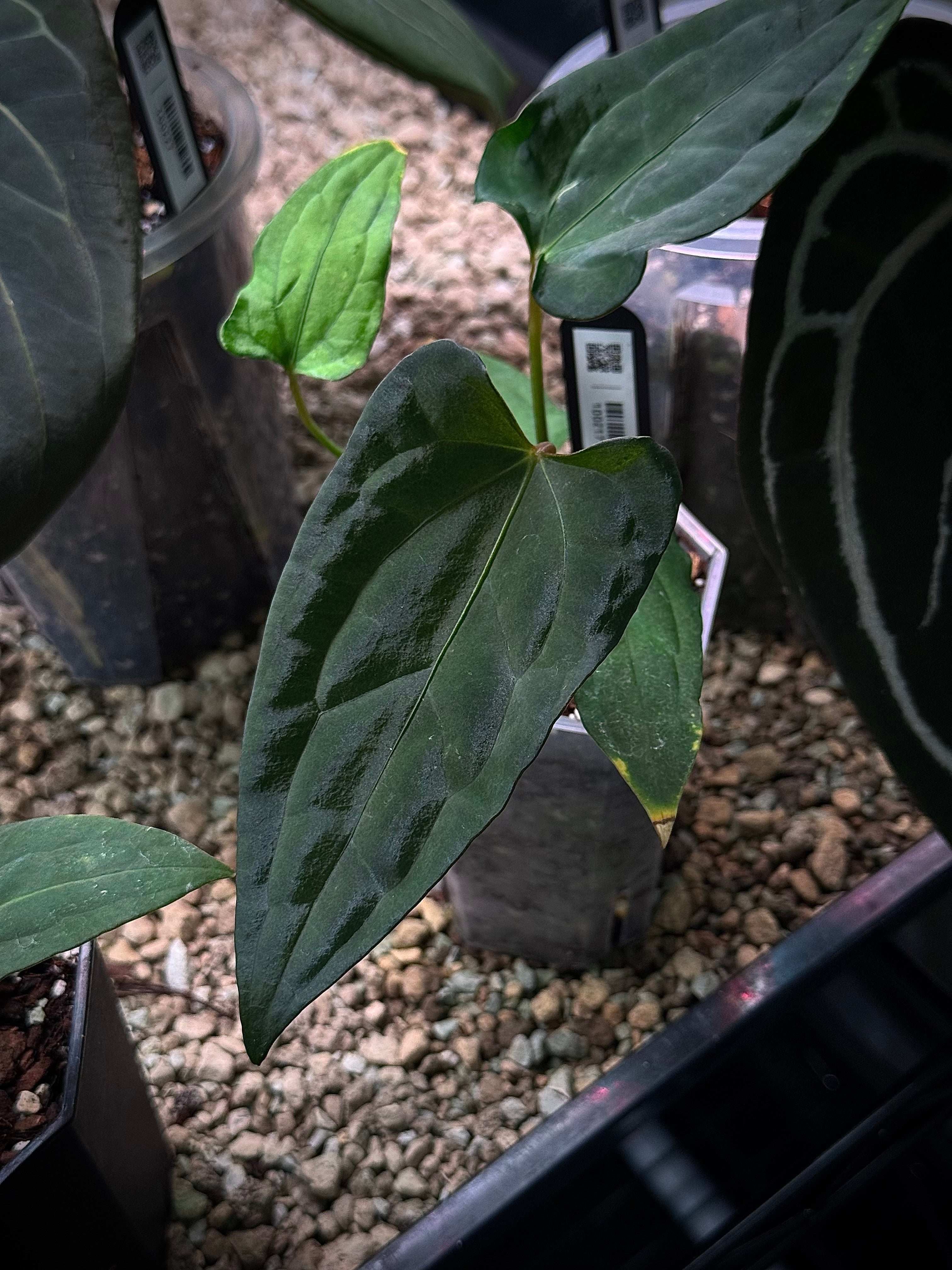 NFS: Anthurium Indo Portillae x Red Vein Dark Phoenix - SMUKHI