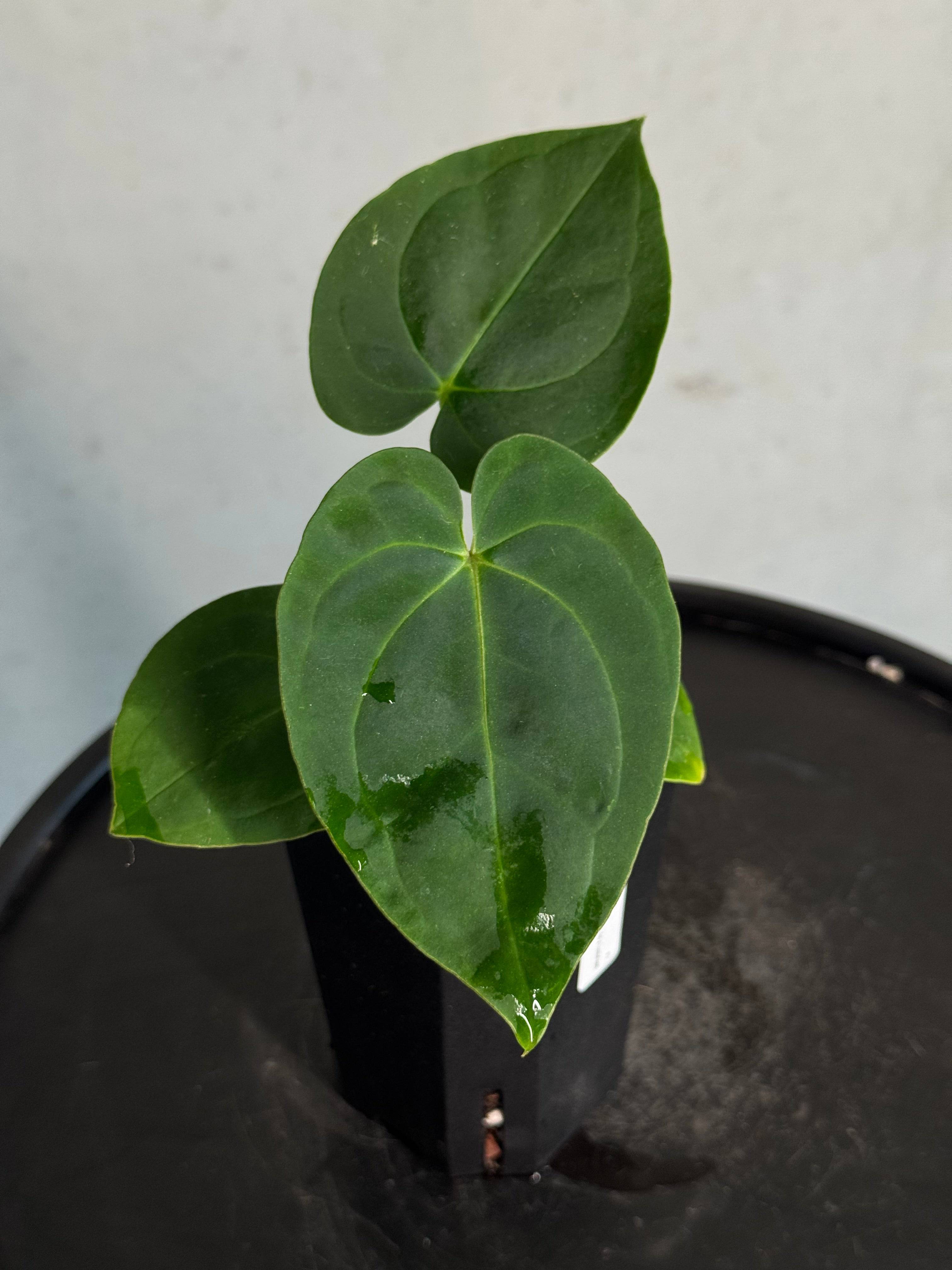 Anthurium Papillilaminum 'Guna Yala' x Luxurians - SMUKHI