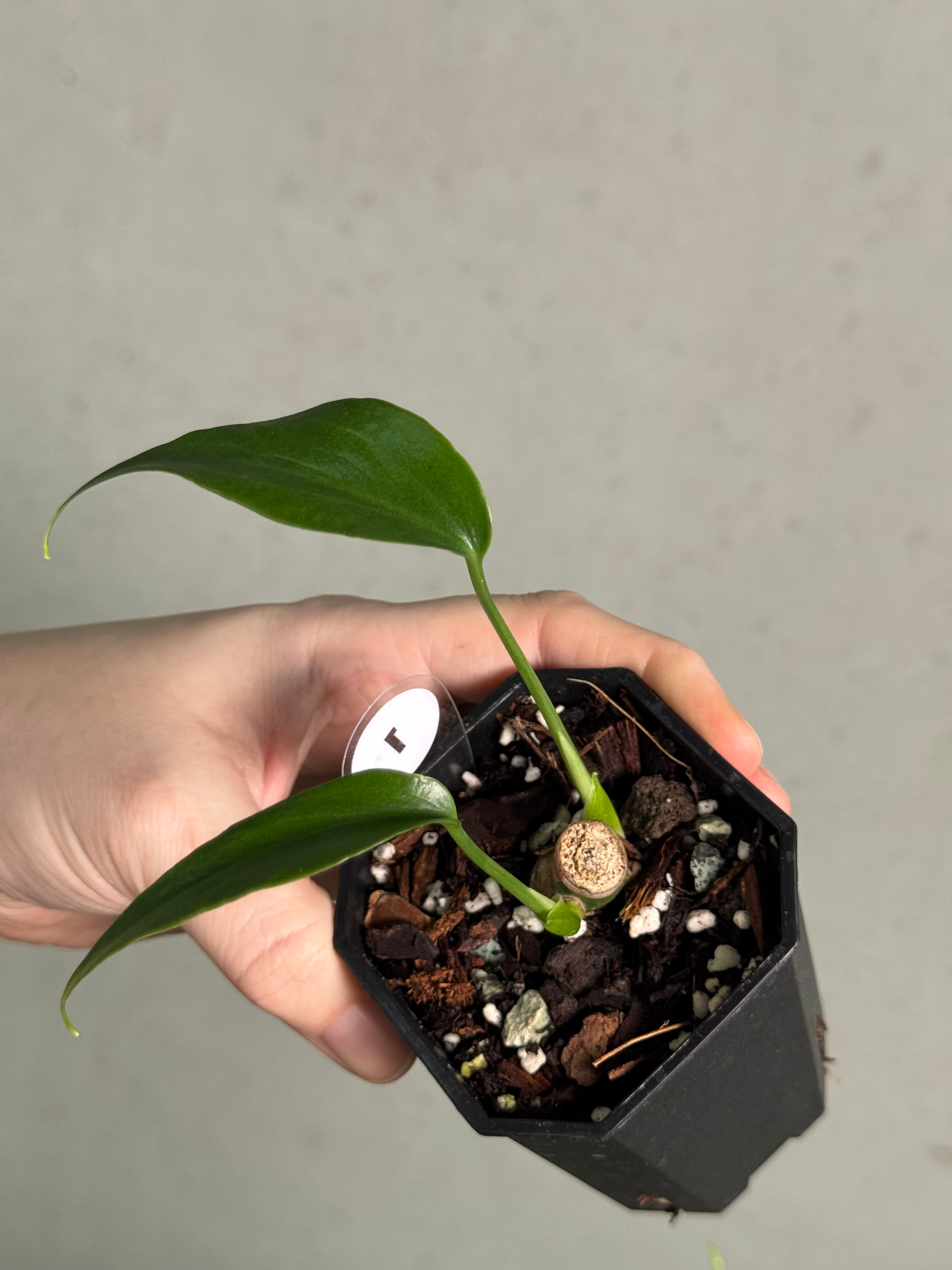 Monstera Burle Marx Flame - Clone - SMUKHI