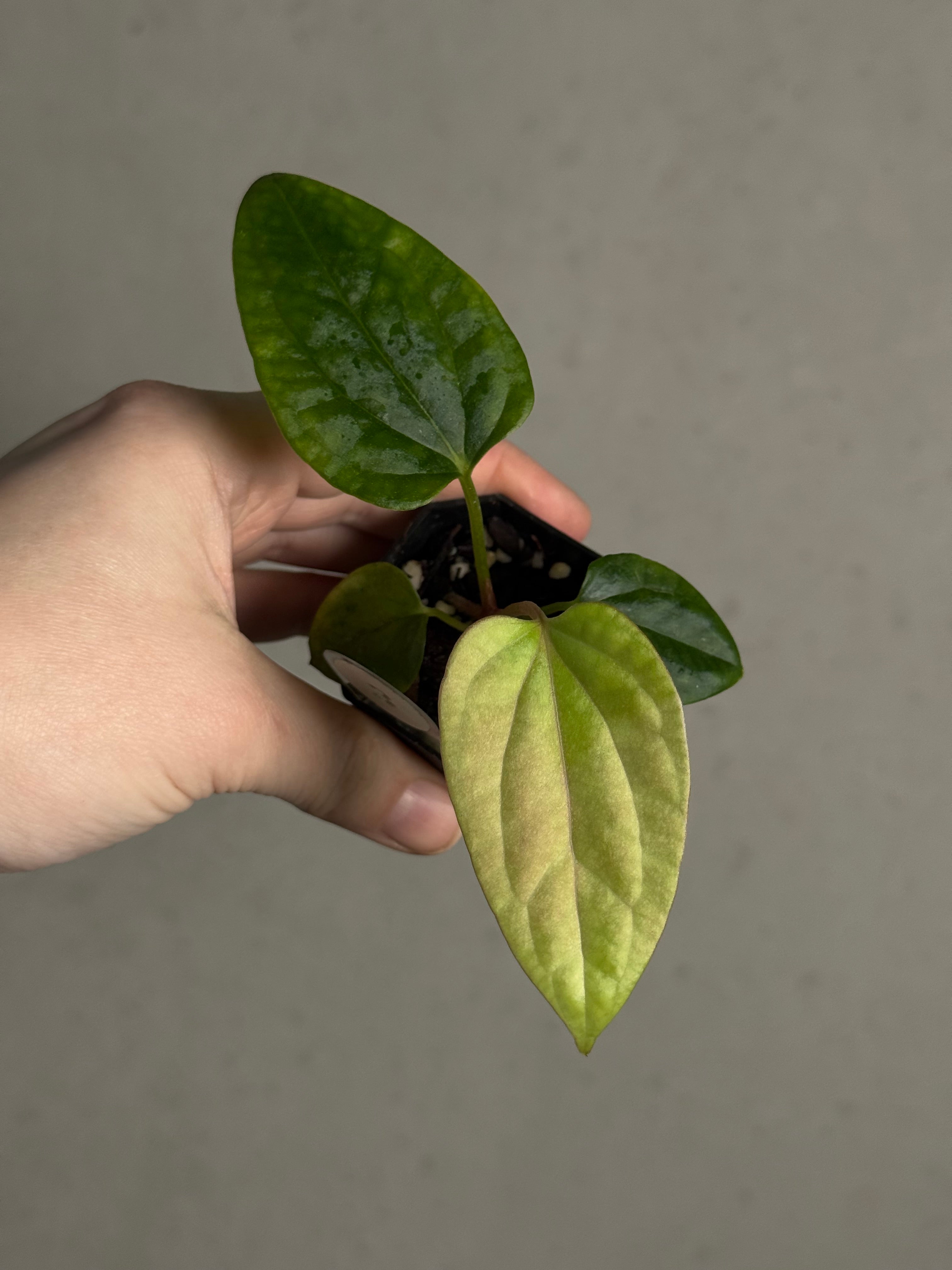 Anthurium Mr. Worldwide x Debile - SMUKHI