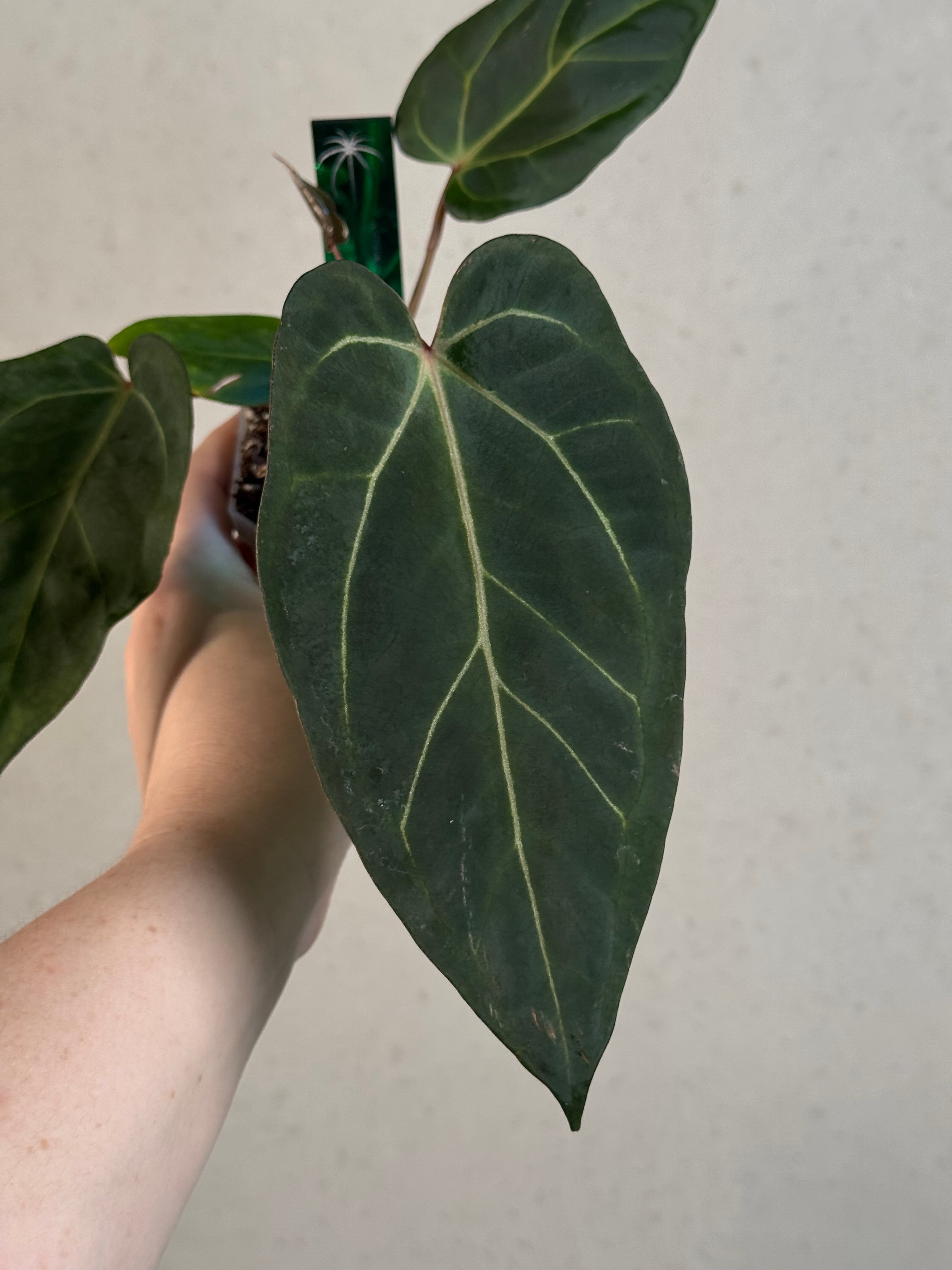 Anthurium Carlablackiae ('Round' x GPH-001) x Portillae 'Dorito'