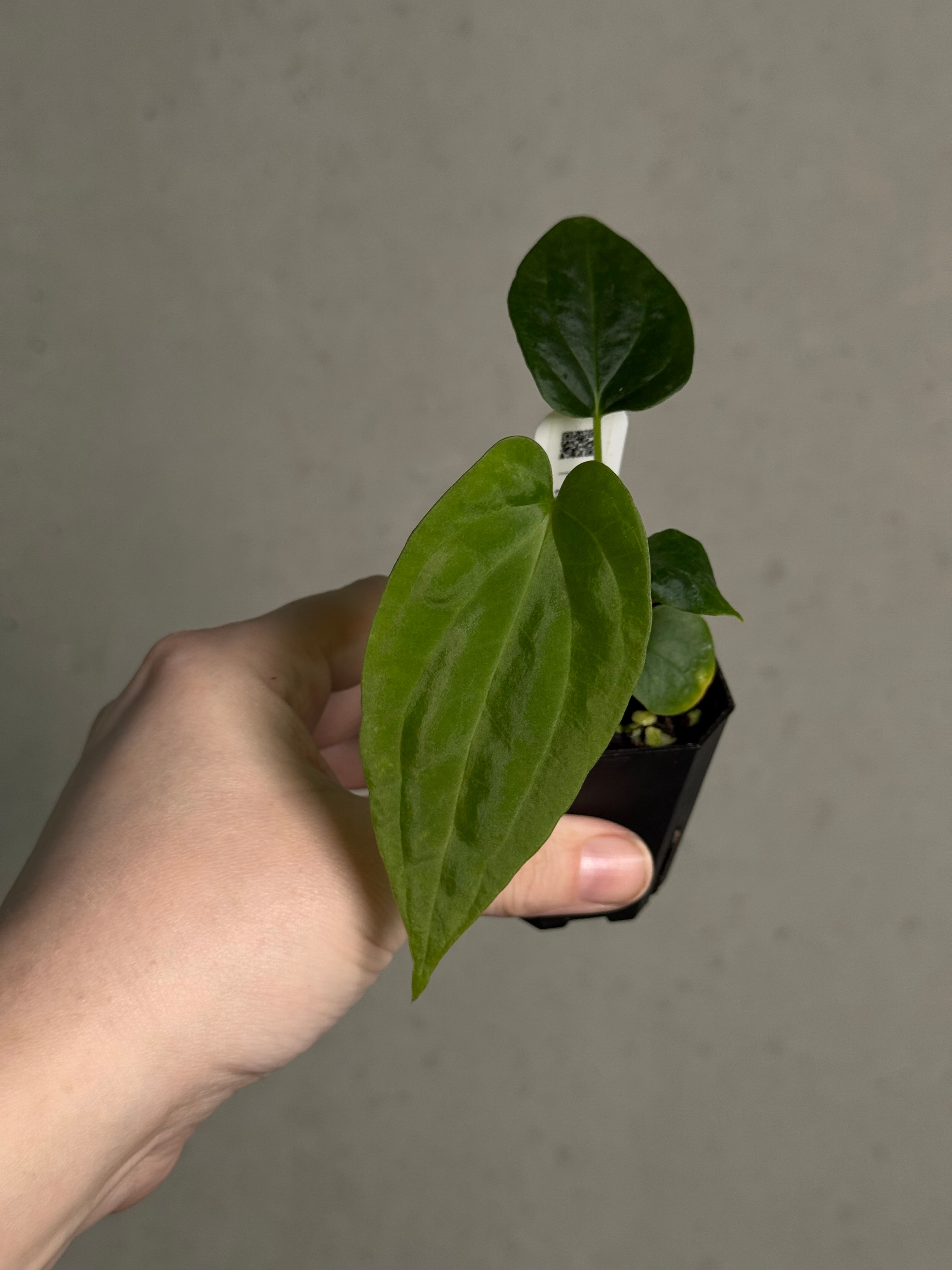 Anthurium BVEP (WU1 x 'Oliver') x 'Supernova' - SMUKHI