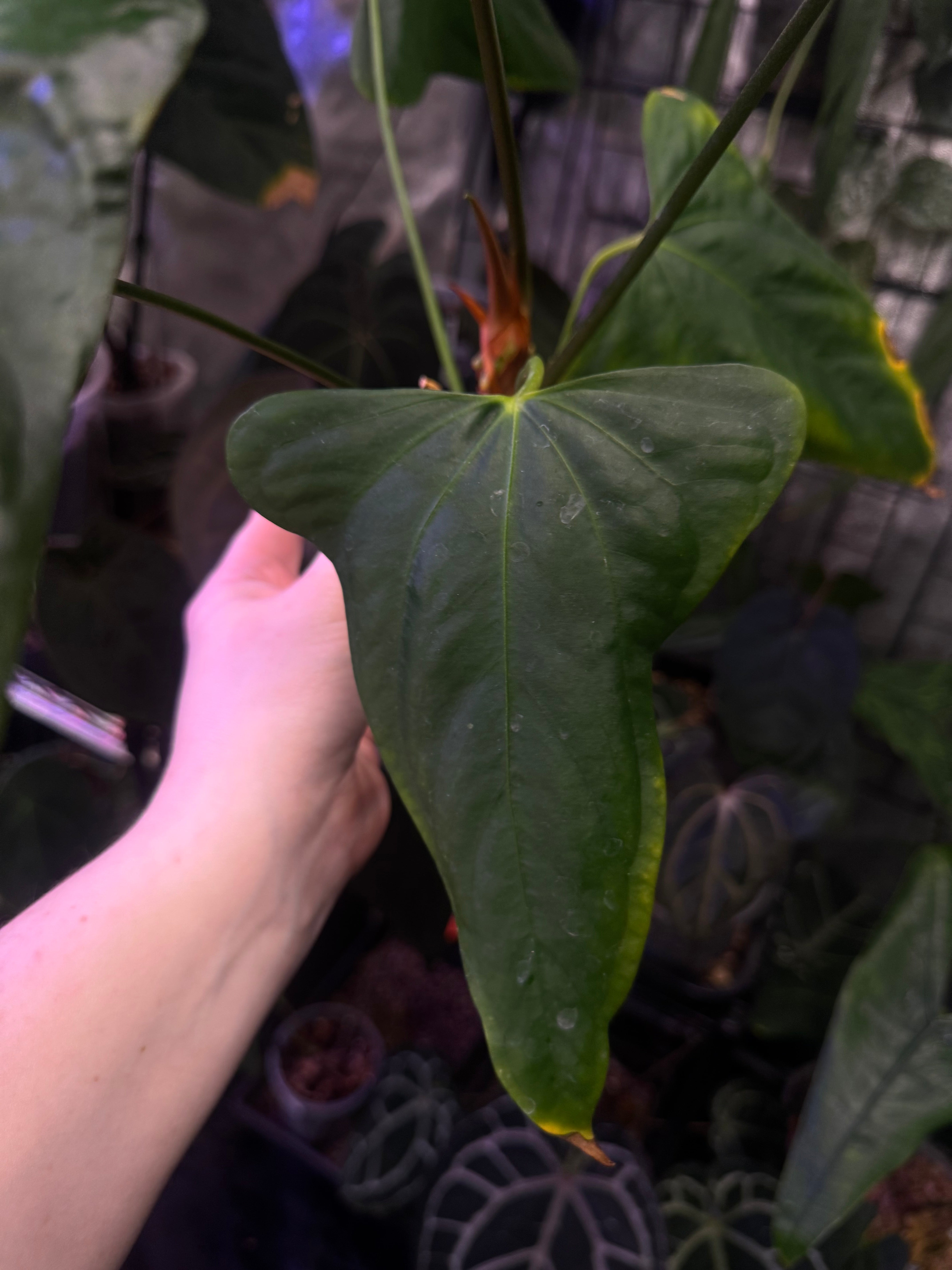 NFS: Anthurium Indo Portillae