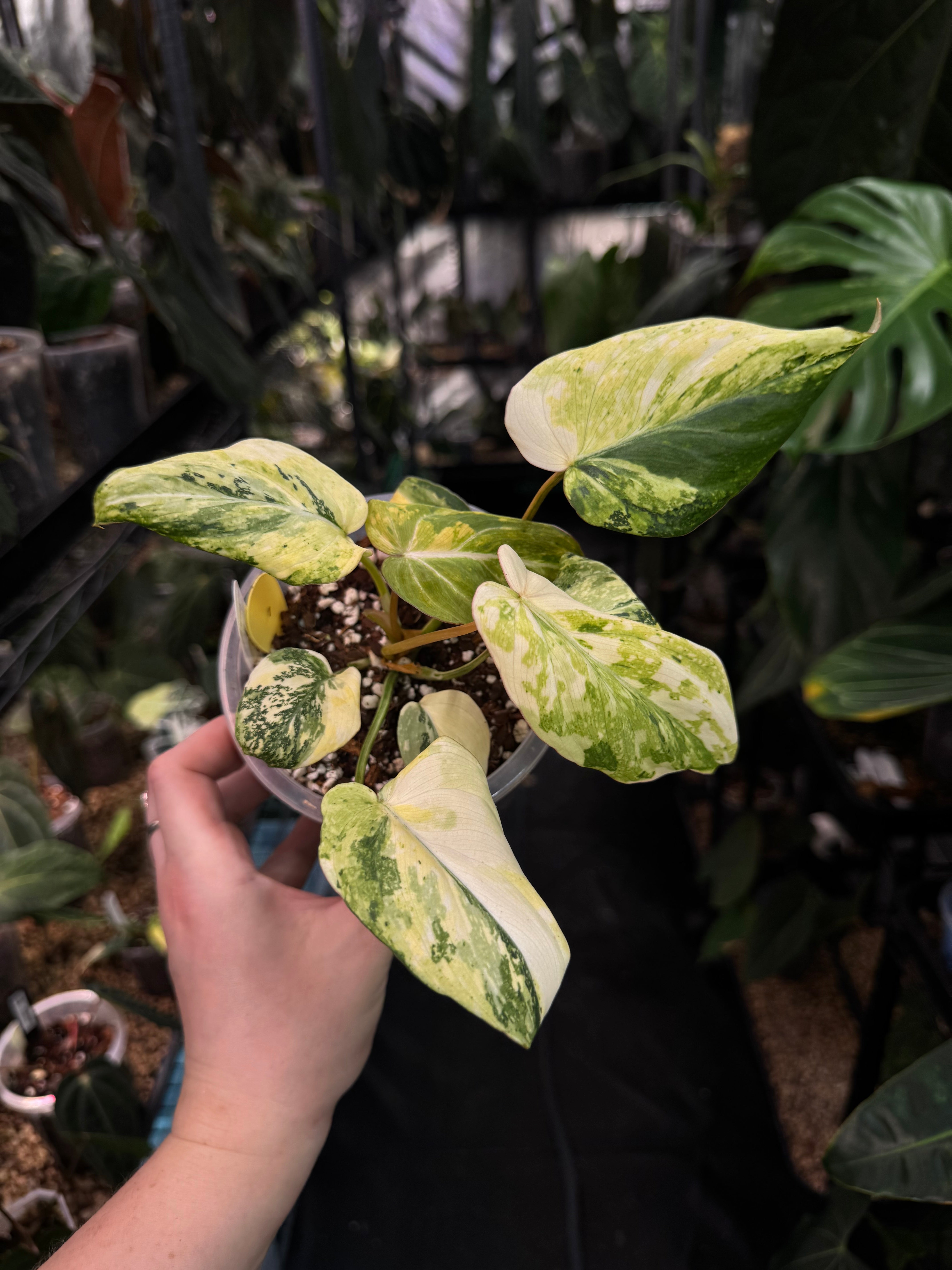 Philodendron Gloriosum Tricolor