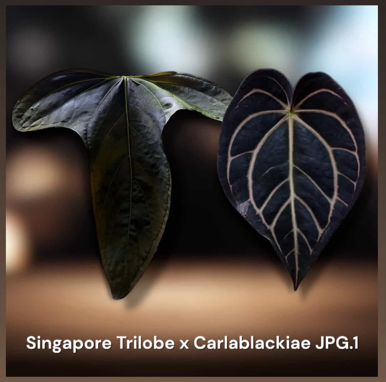 Anthurium Singapore Trilobe x Carlablackiae ‘JPG.1’