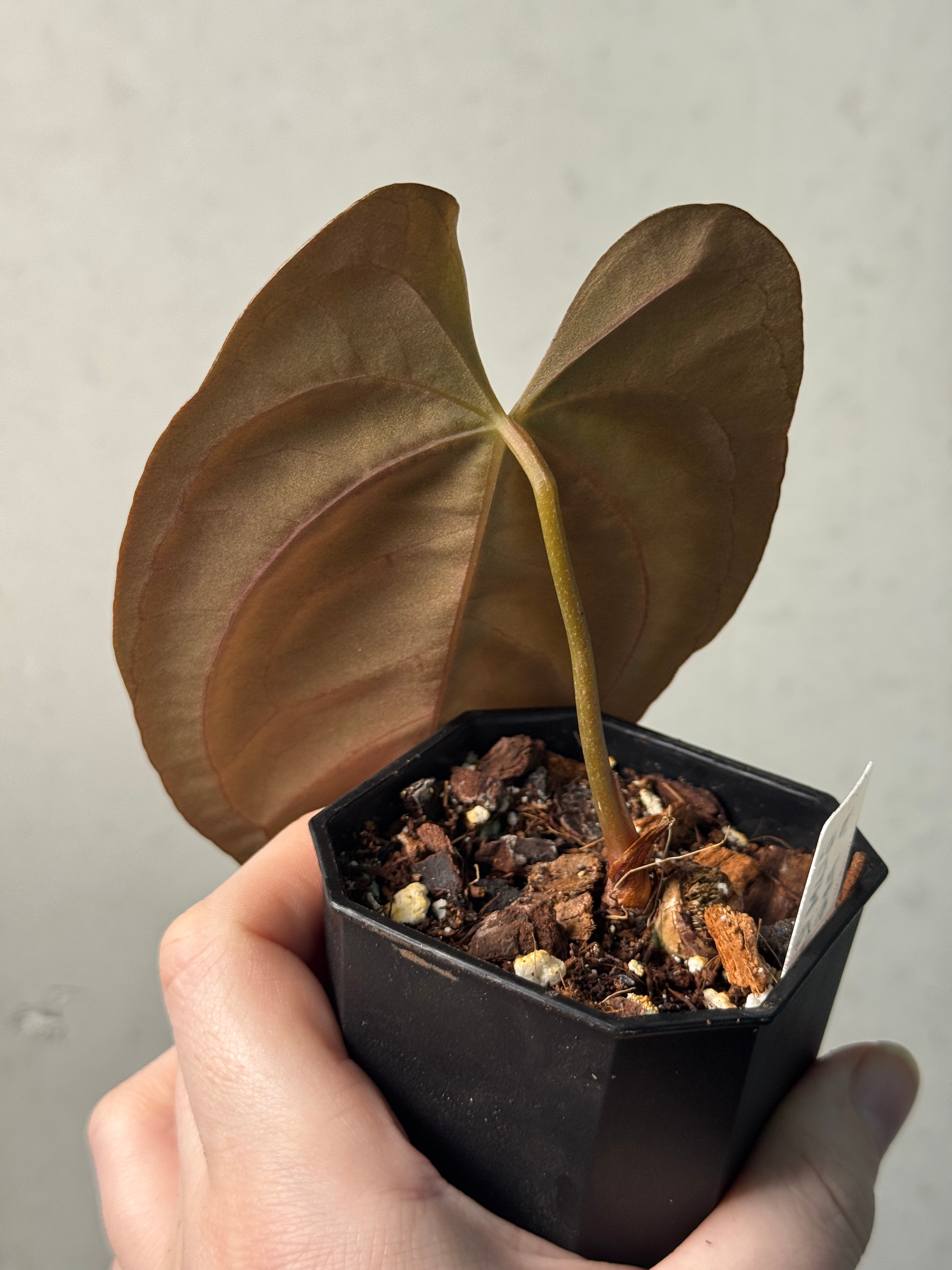 Anthurium FSxRL ‘Grim Reaper’ x Papillilaminum RA6 - Clone - SMUKHI