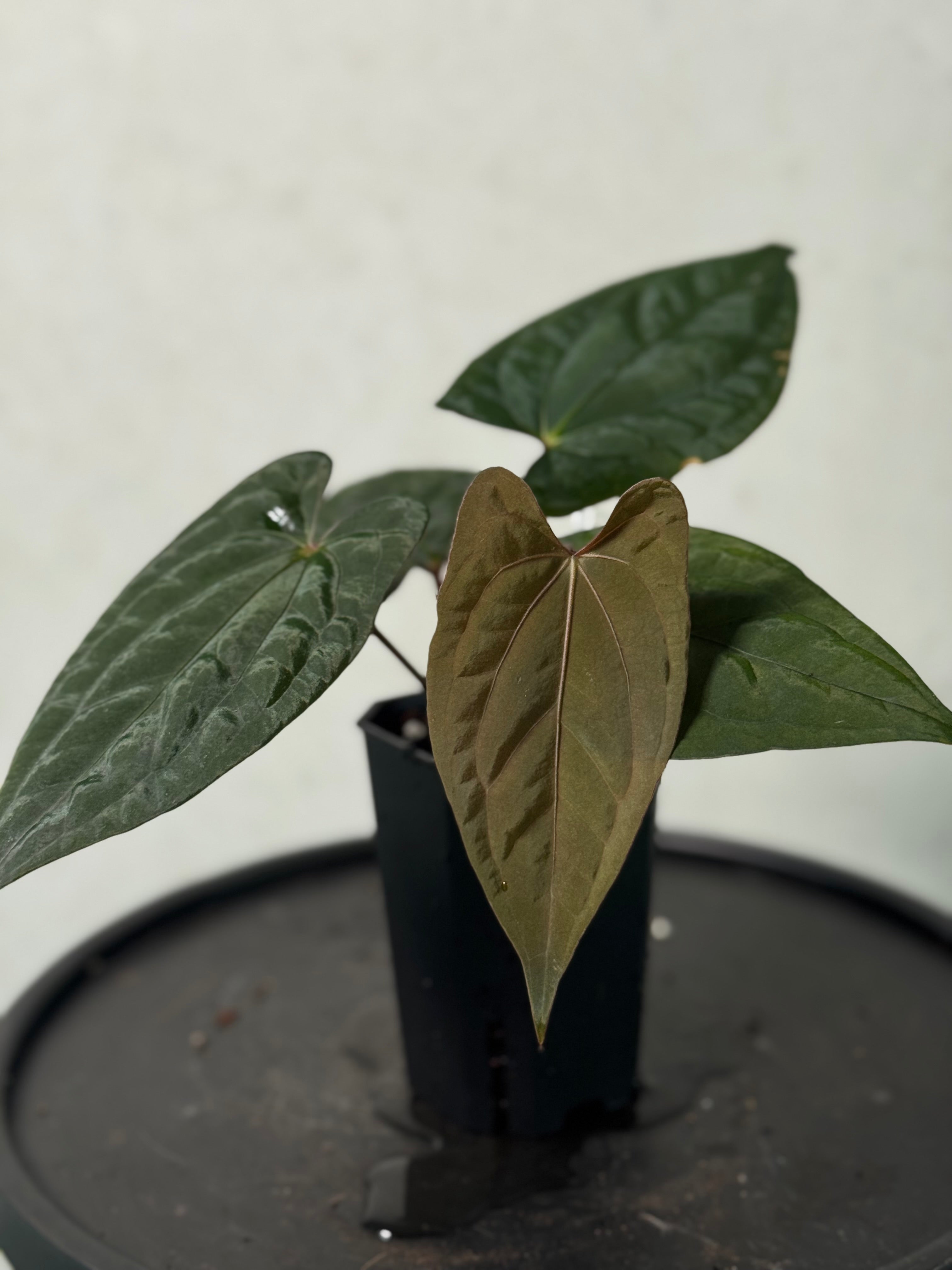 Anthurium ‘Sherpa’ (Dark Phoenix x RVDP) - Clone