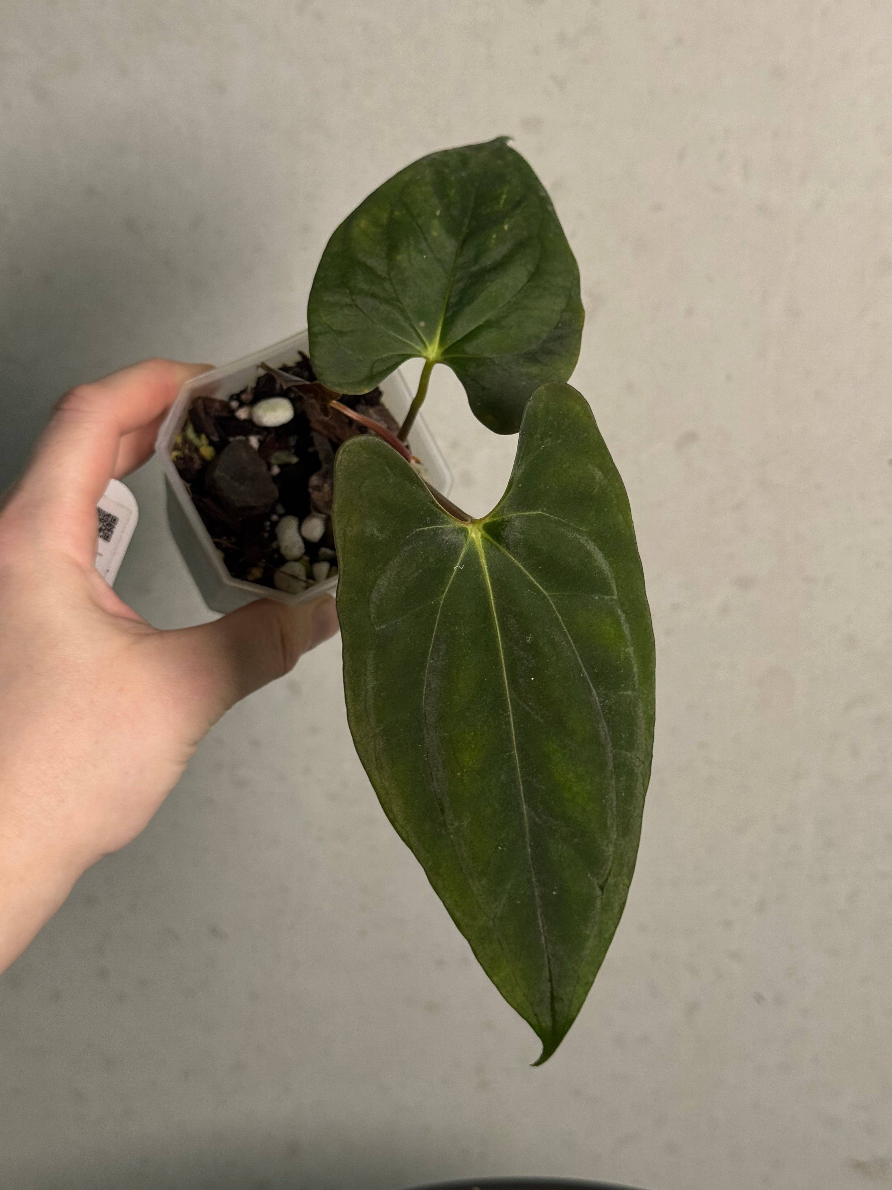NFS: Anthurium RLxFS #2 - SMUKHI