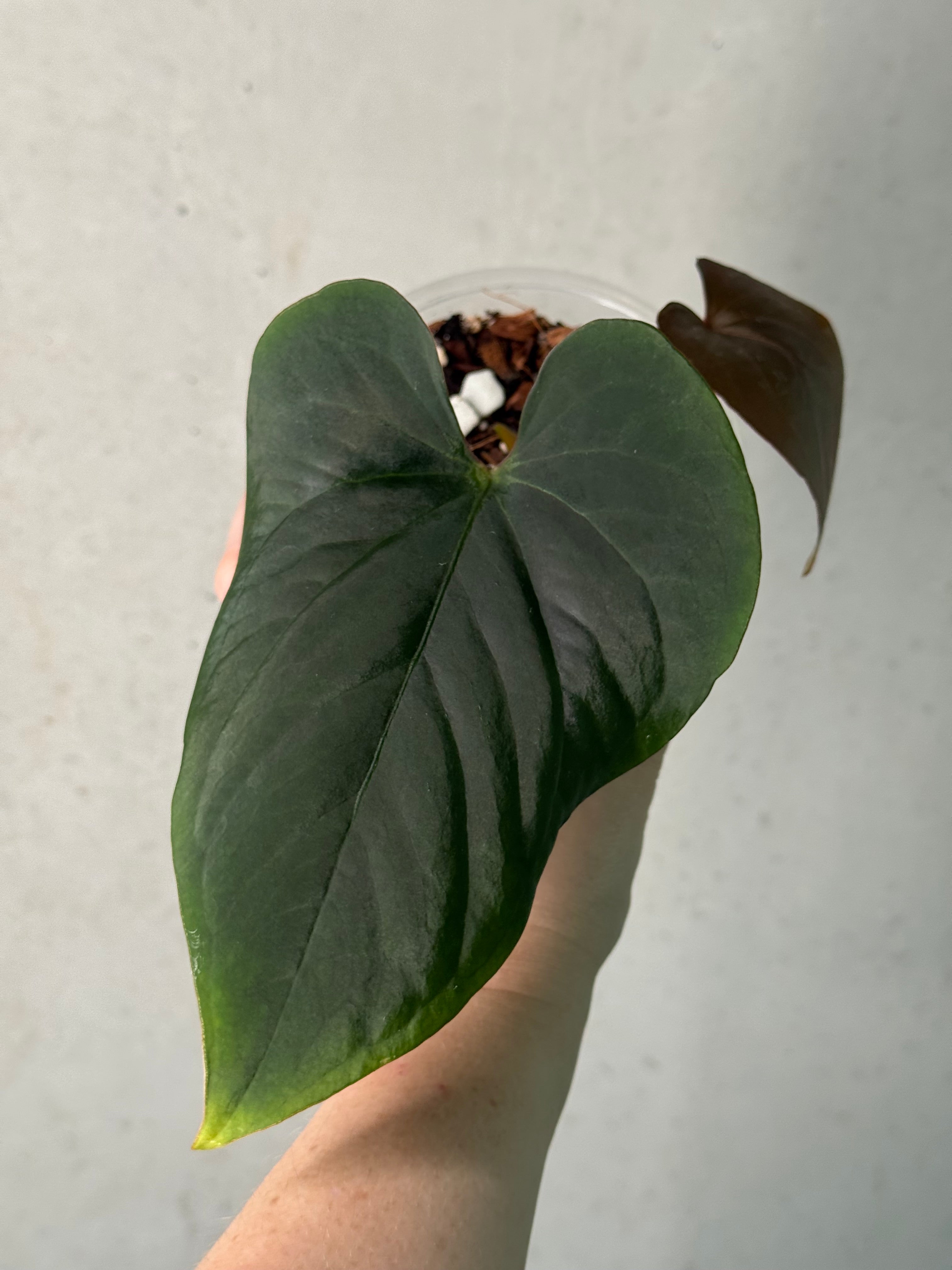 Anthurium Dressleri Eastern Form - Pre-order