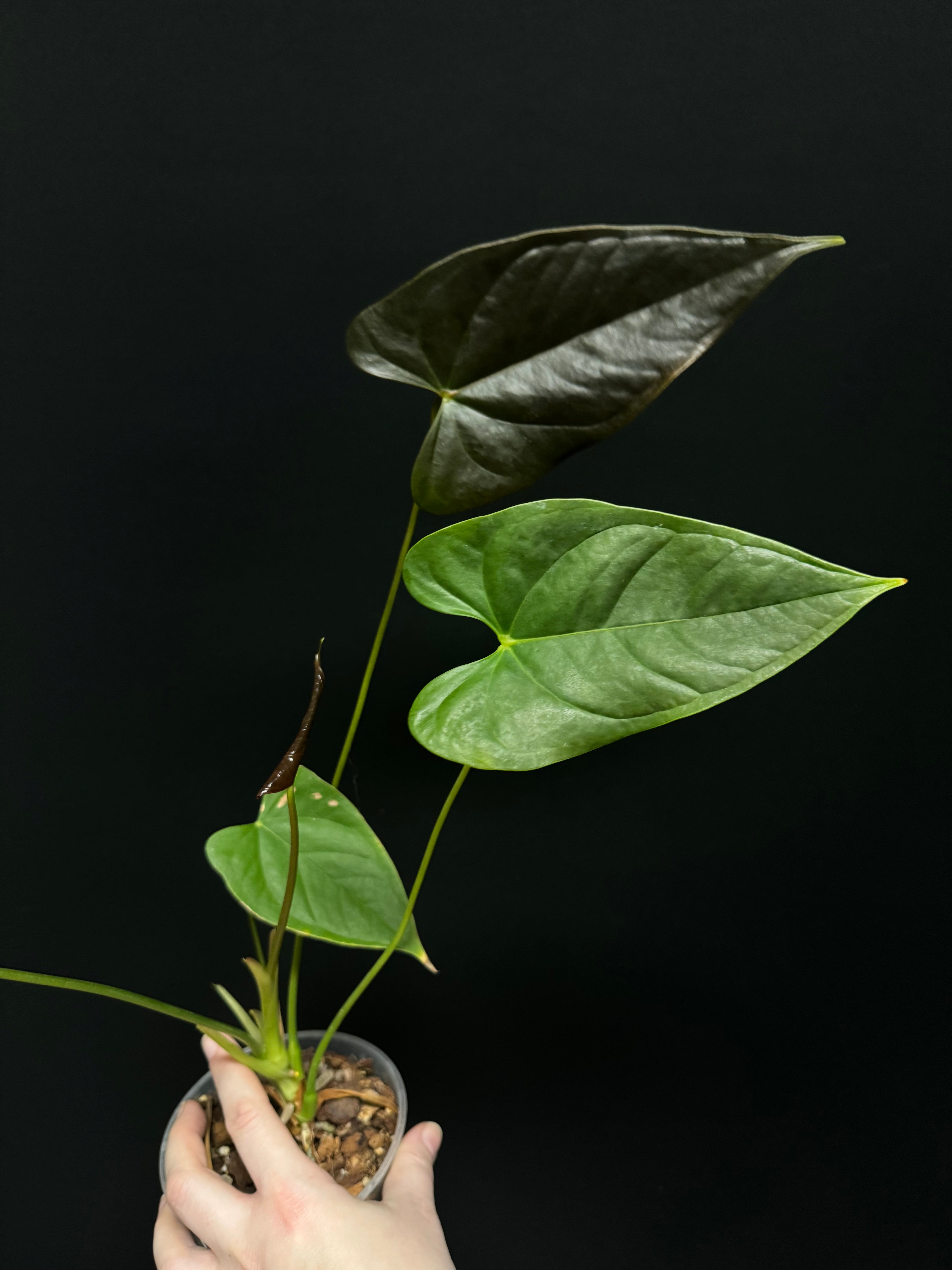 Anthurium Moodeanum (x)