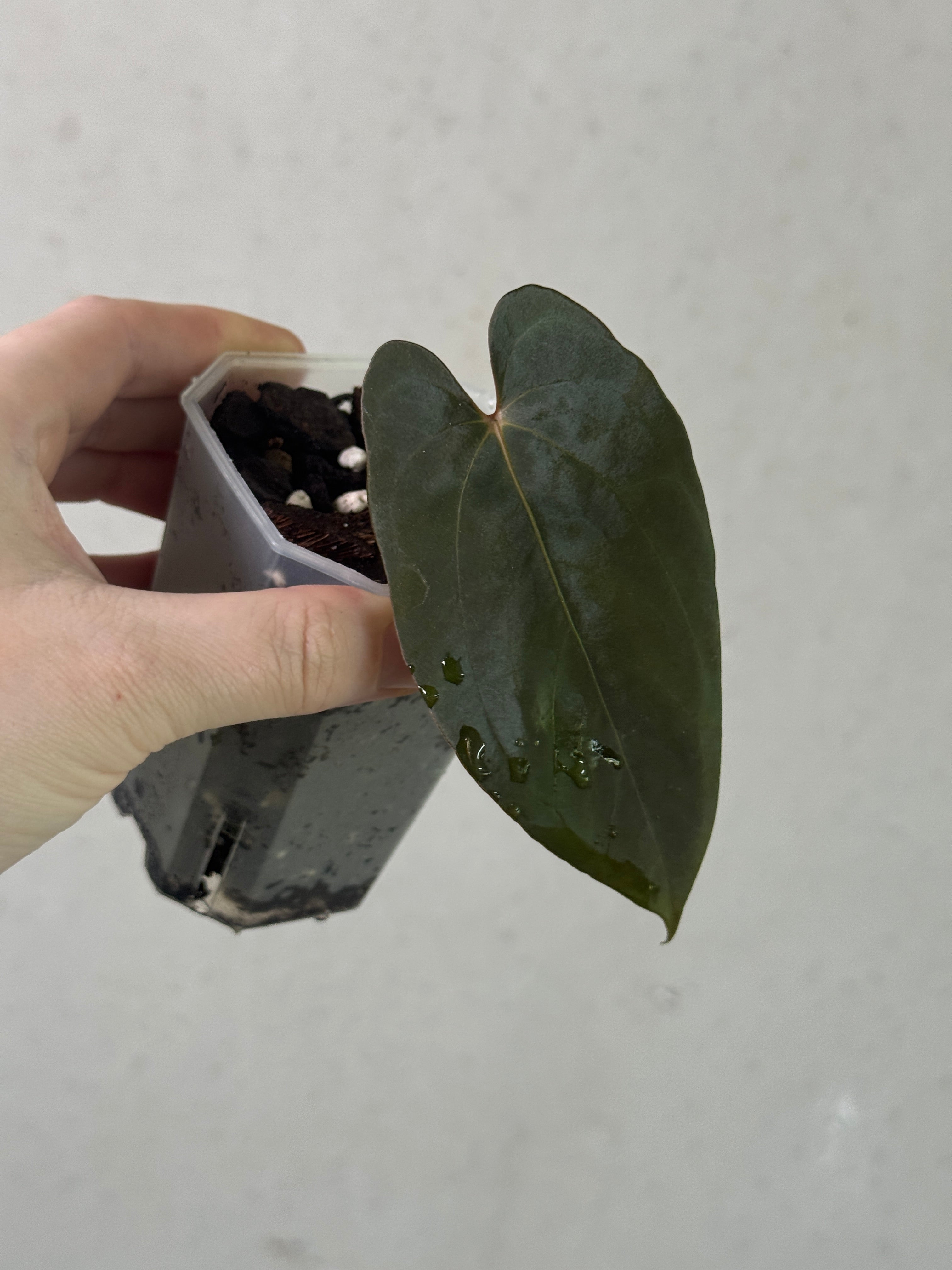 Anthurium FSxRL x RLxFS clone plant from SMUKHI with vibrant green leaves and healthy foliage in a pot.
