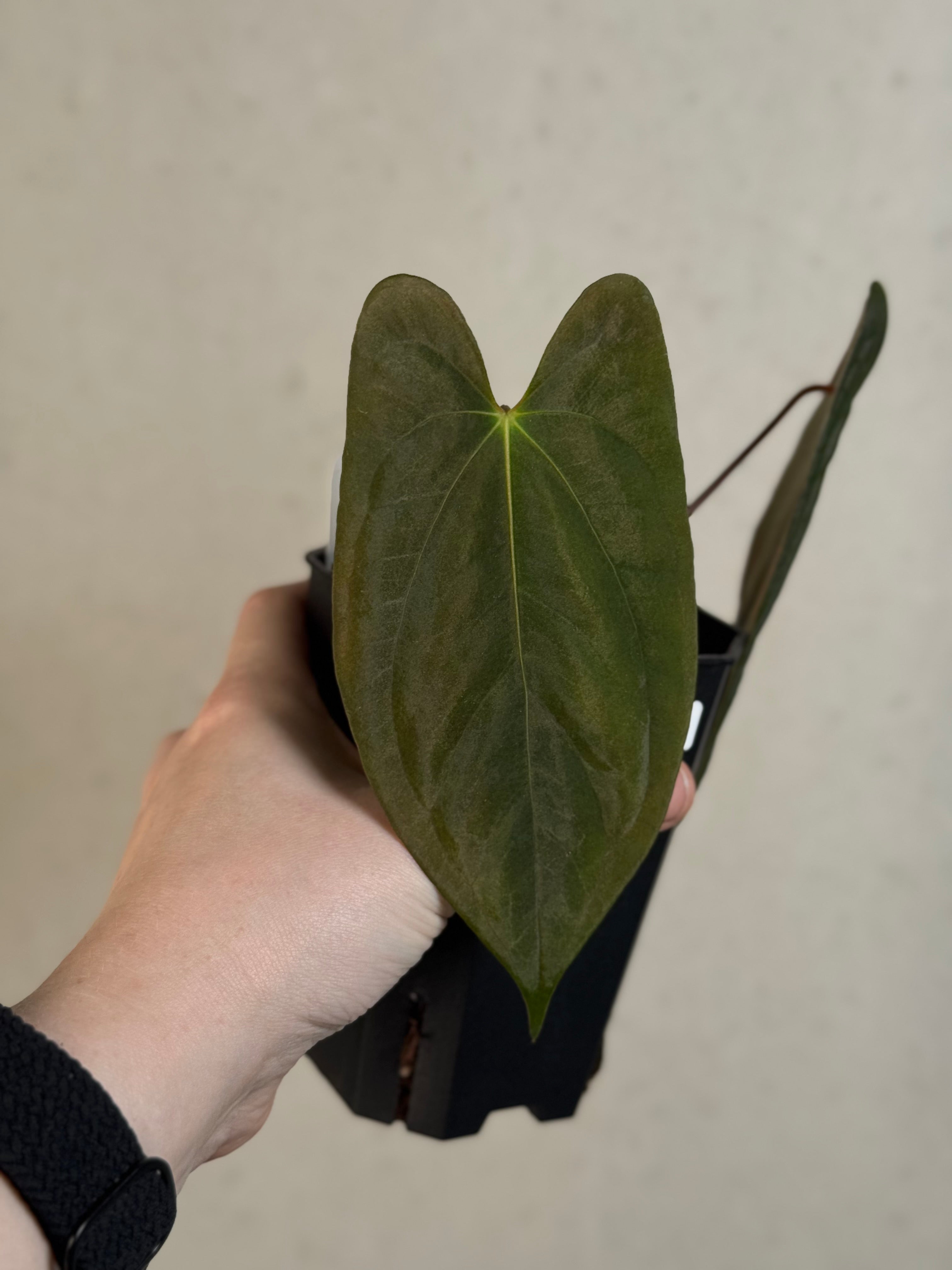 Anthurium Papillilaminum ‘Lago Gatun’ F1 - Clone