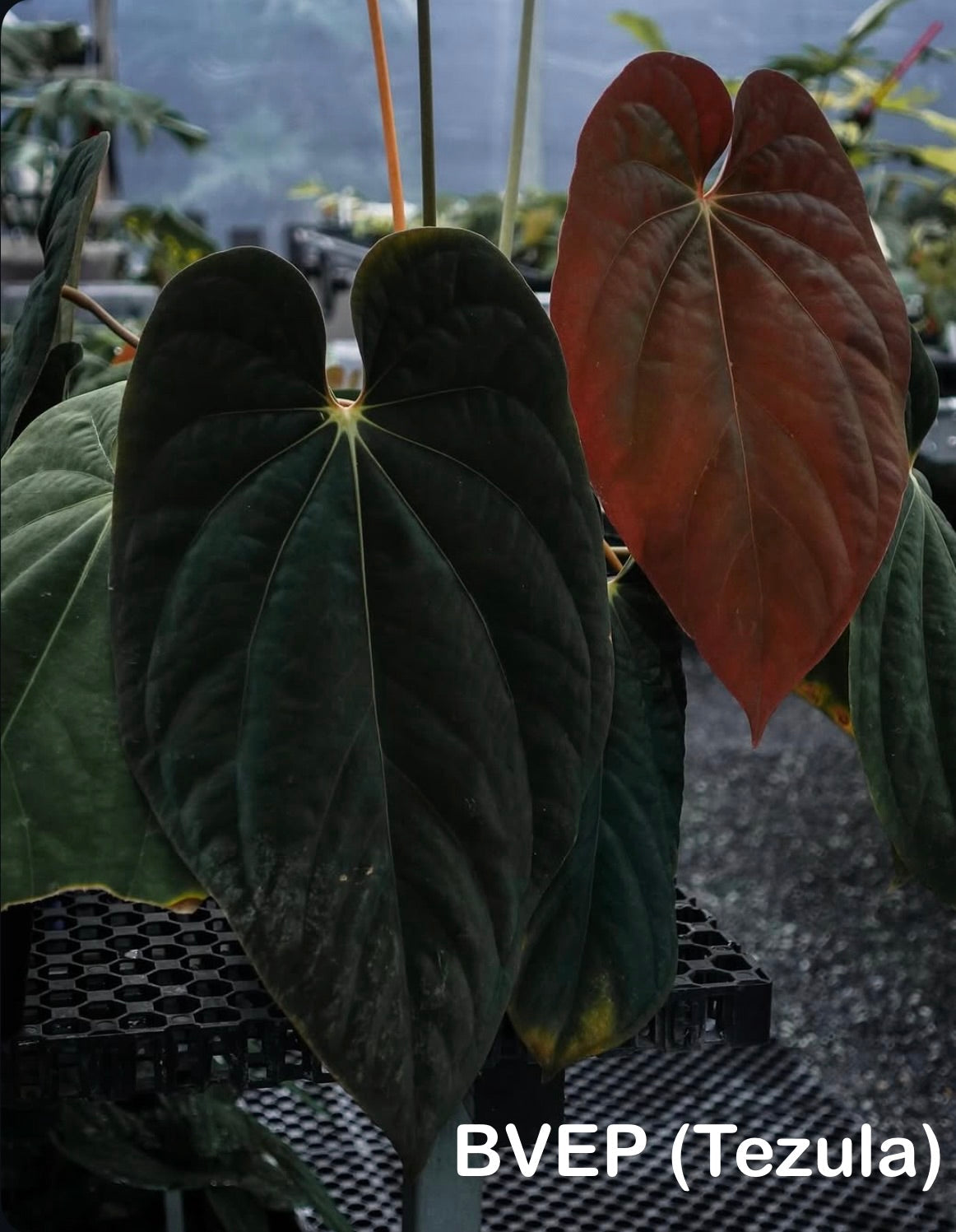 NFS: Anthurium Midnight Velvet x BVEP (Tezula)