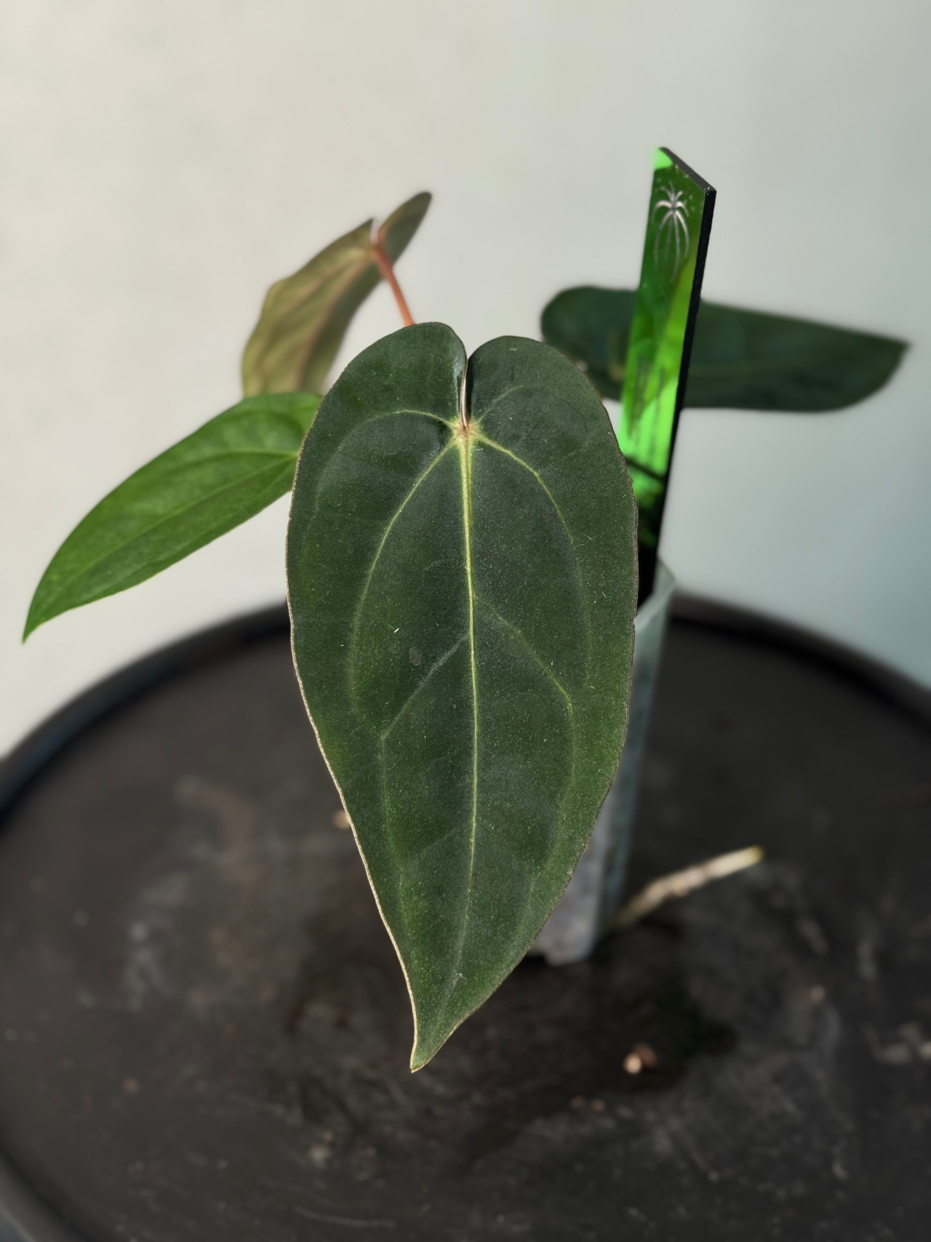 Anthurium Dressleri RG F2 ‘Dark Clone’ x Carlablackiae GPH-001