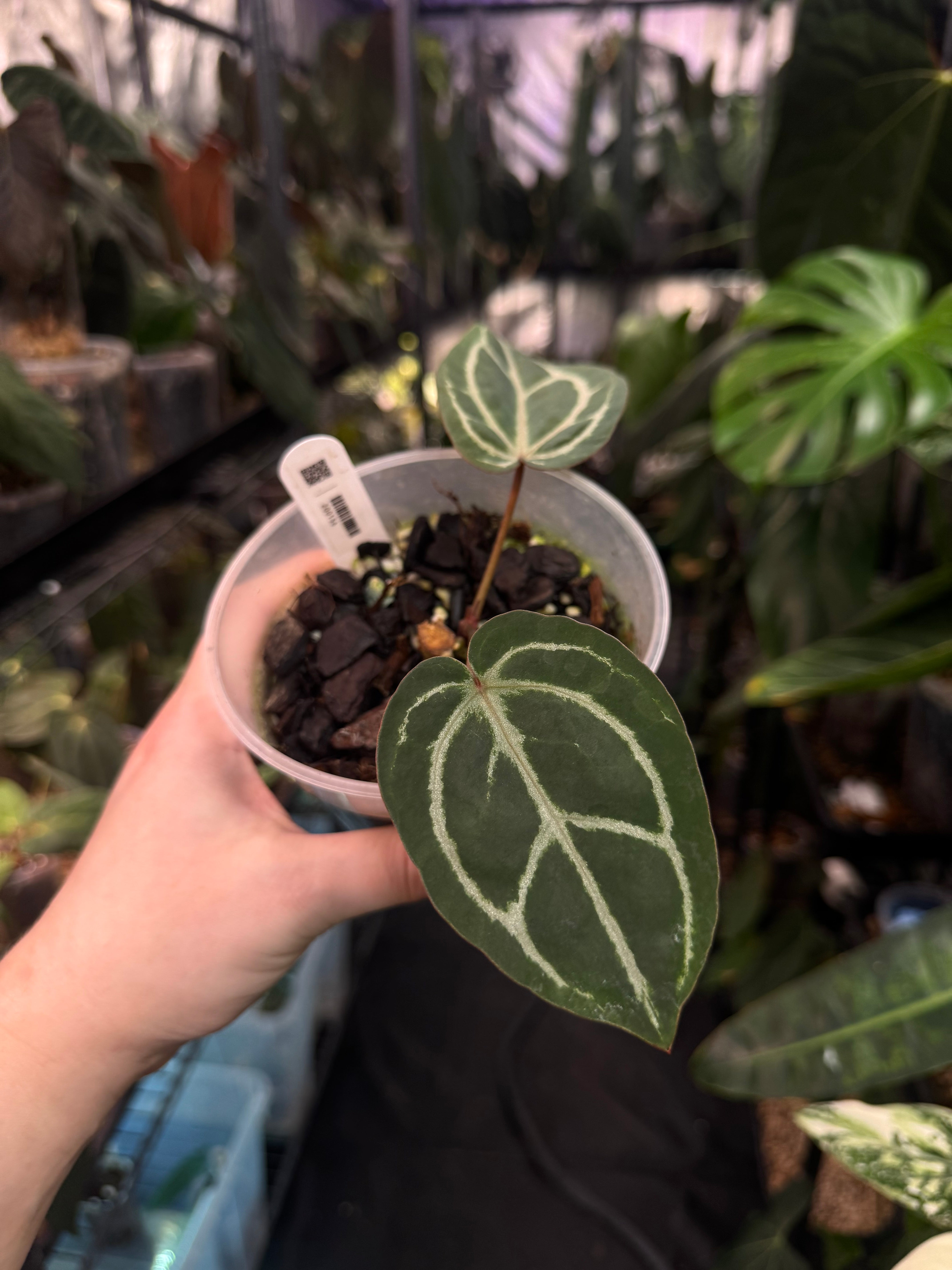 Anthurium Red Crystallinum x self - SMUKHI