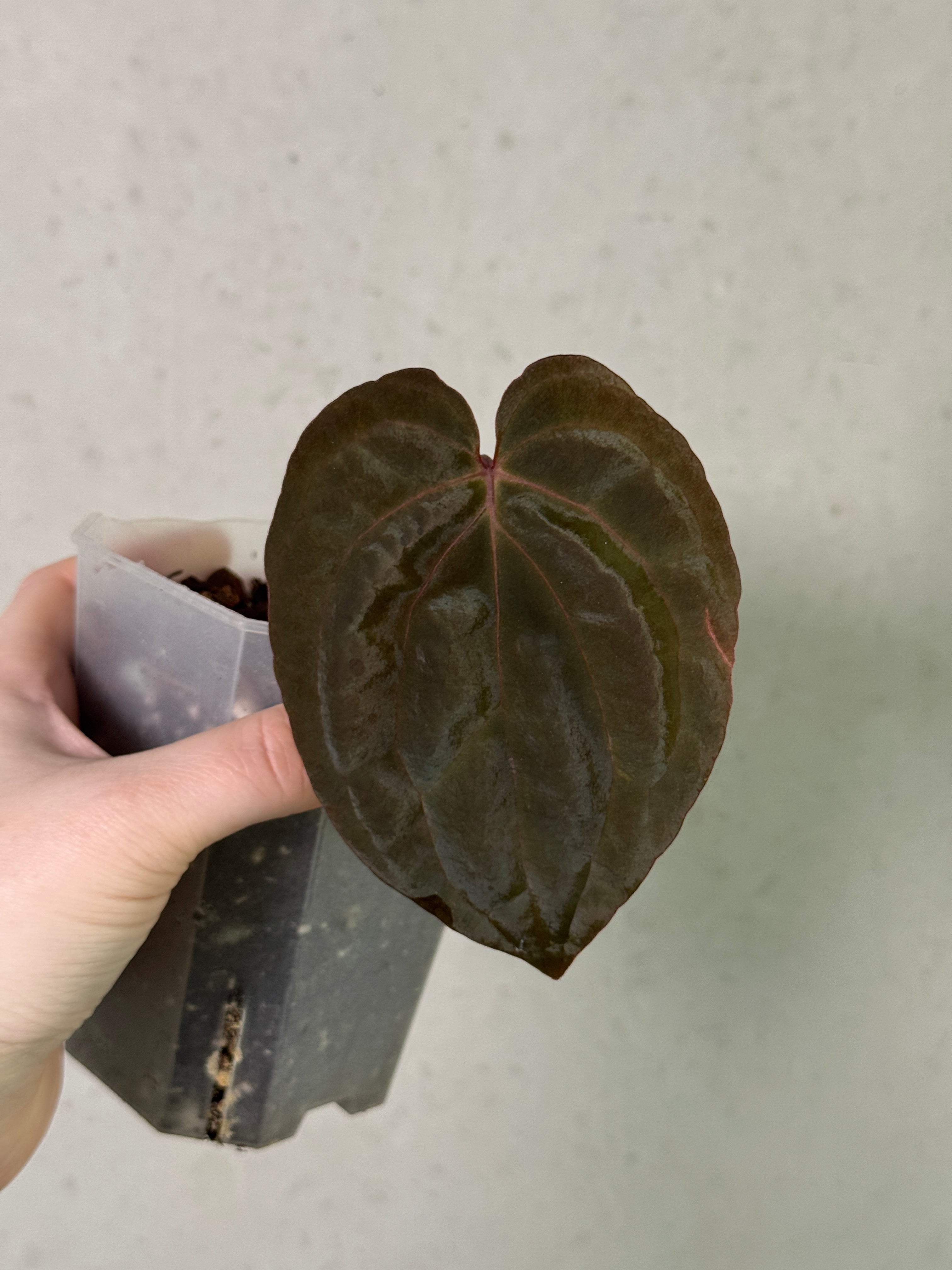 Anthurium BVIT x RVDP - Clone